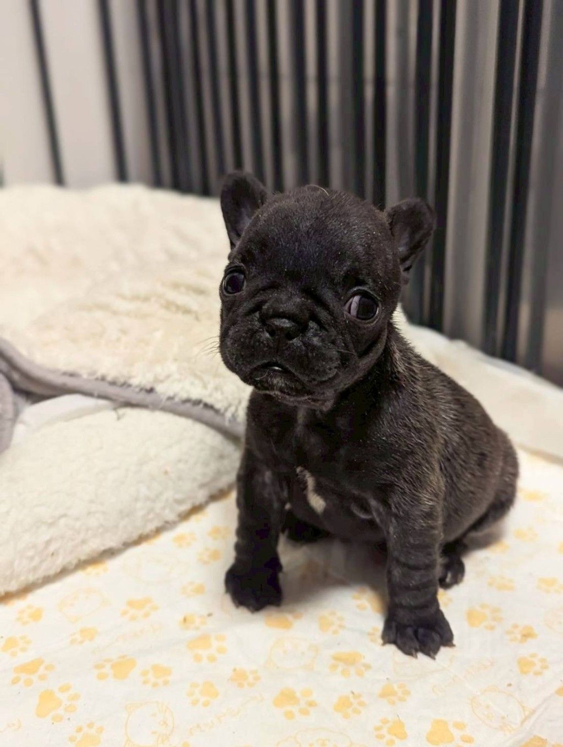 フレンチ・ブルドッグ・メスの里親募集の写真