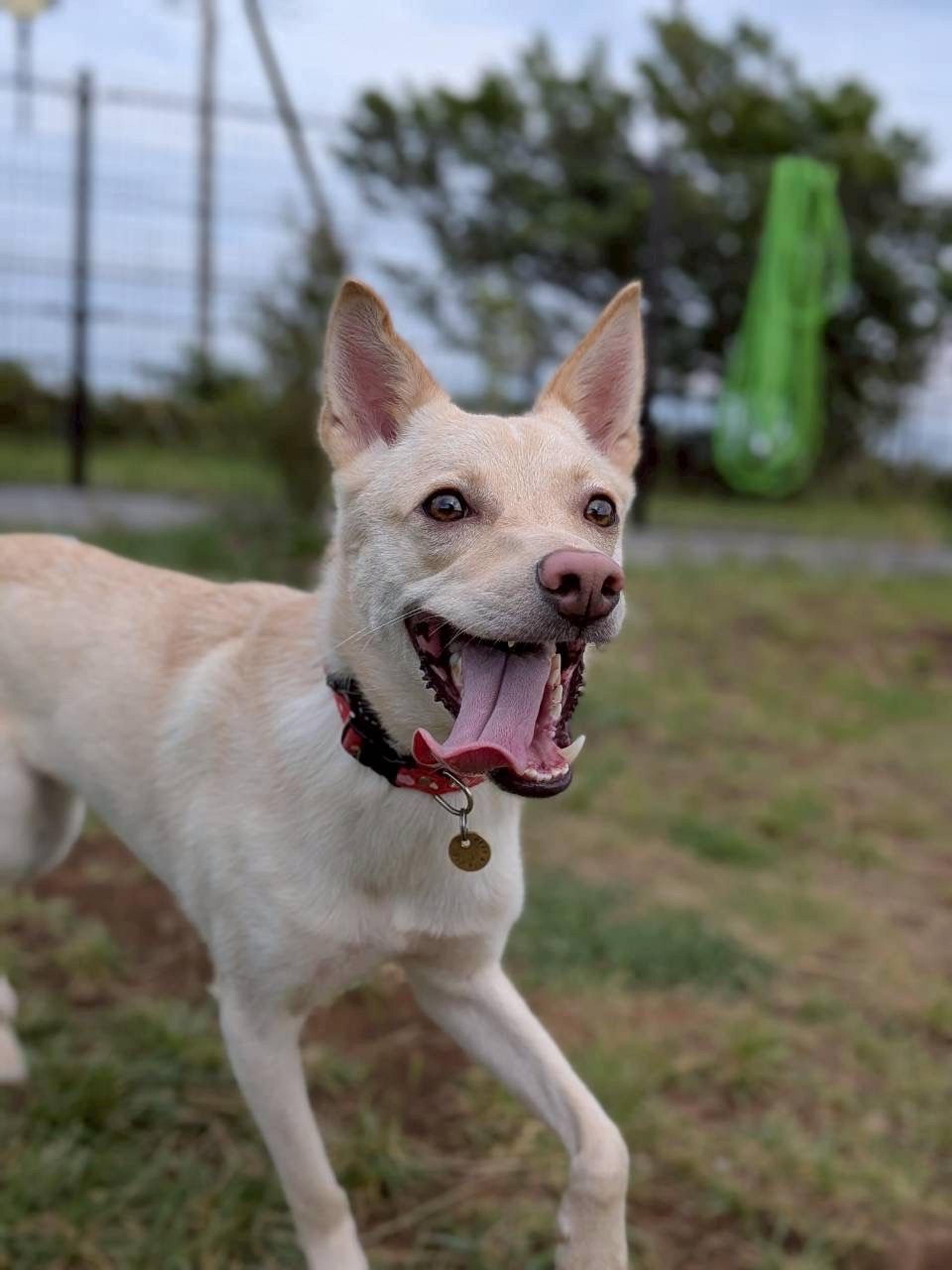 pet-image-5