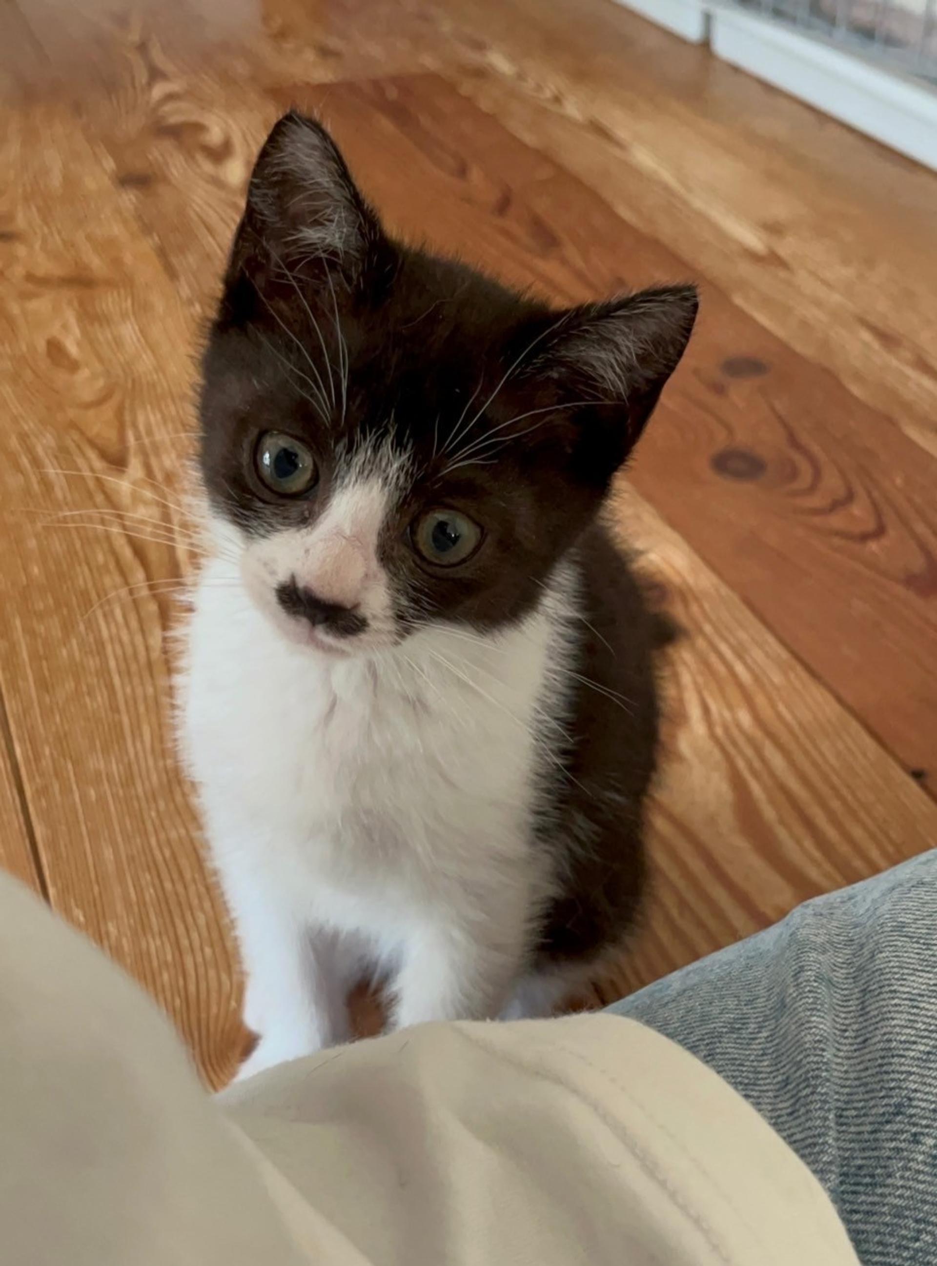 pet-image-2