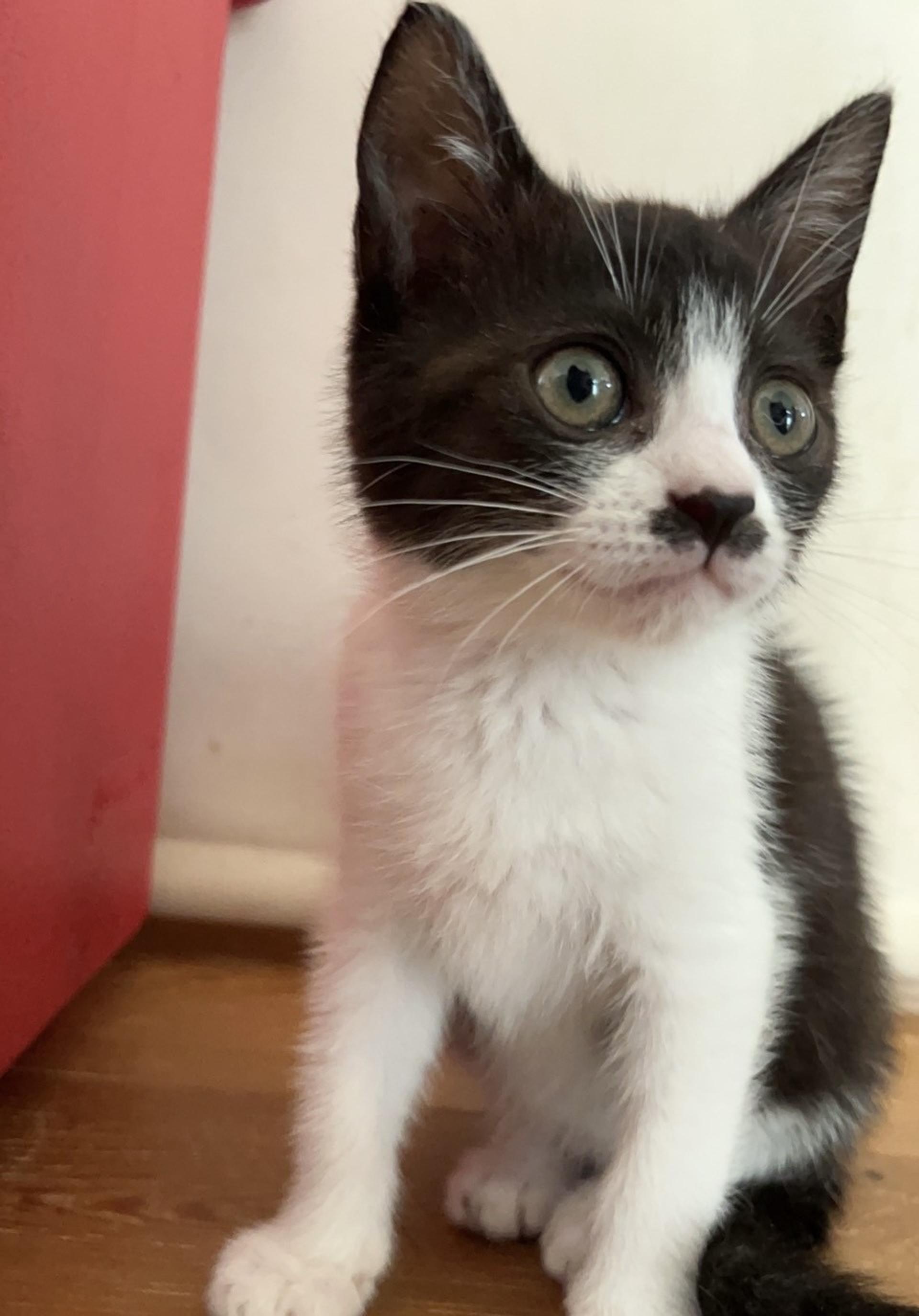 pet-image-3