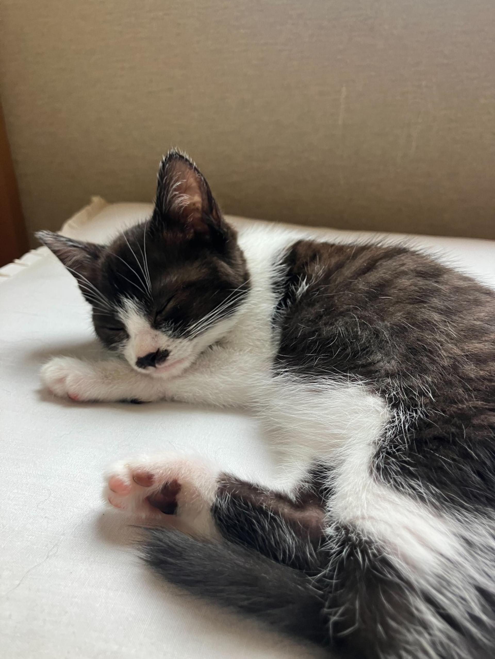 pet-image-6