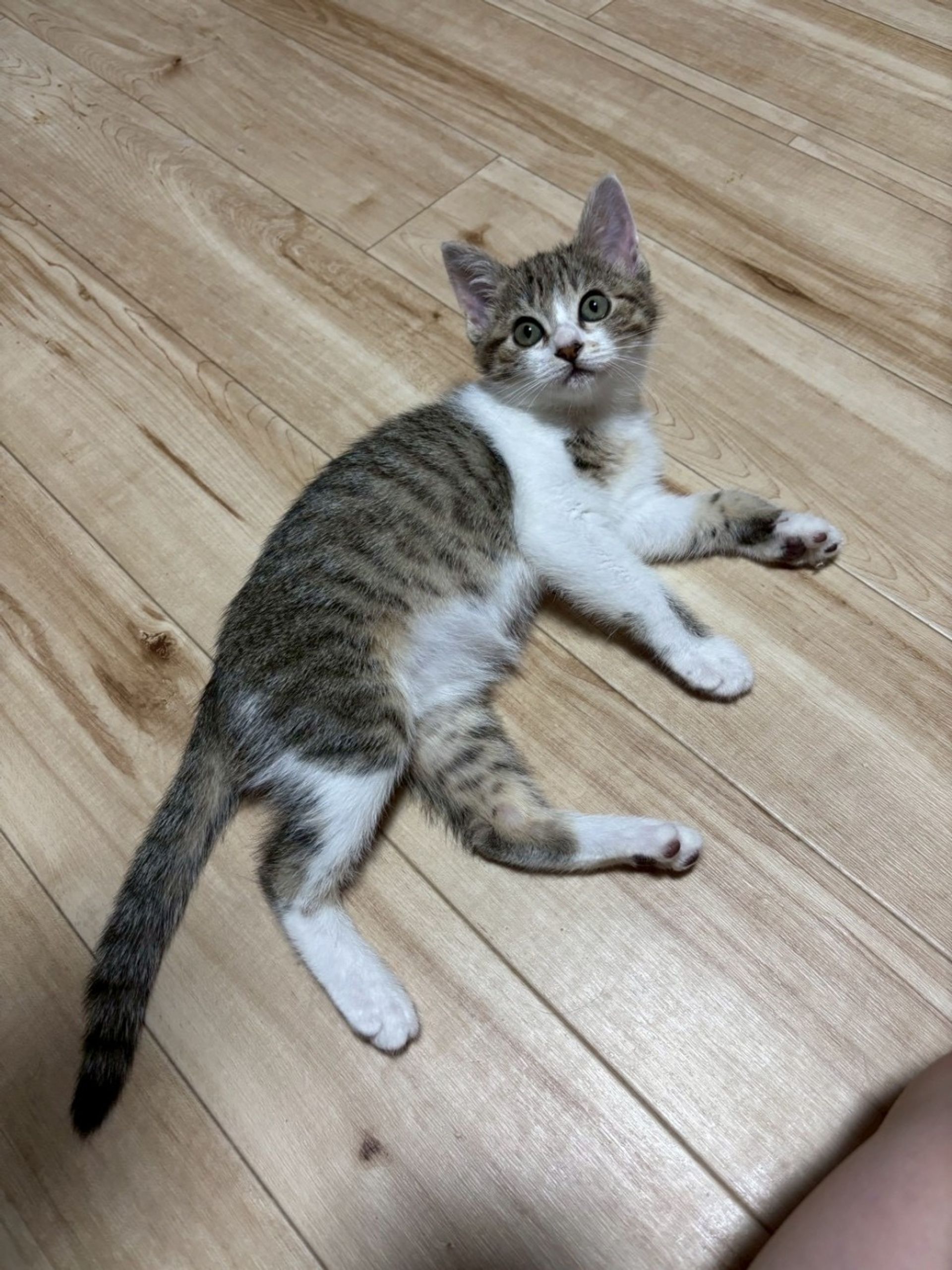 雑種（ミックス猫）・メスの里親募集の写真