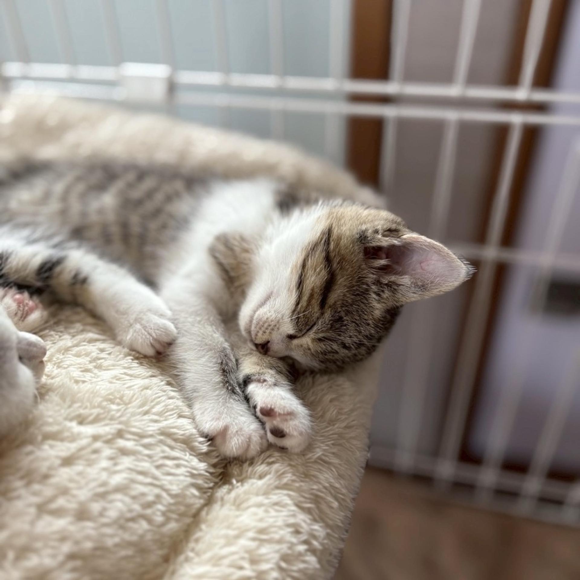pet-image-4