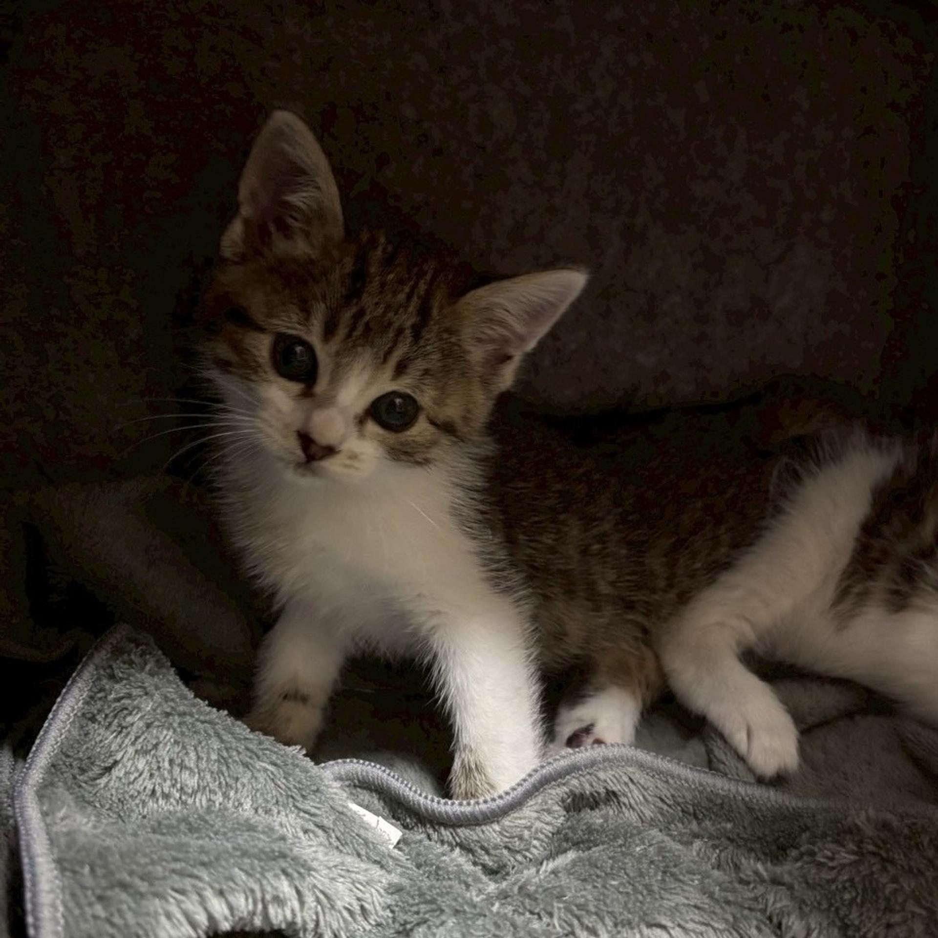 pet-image-6