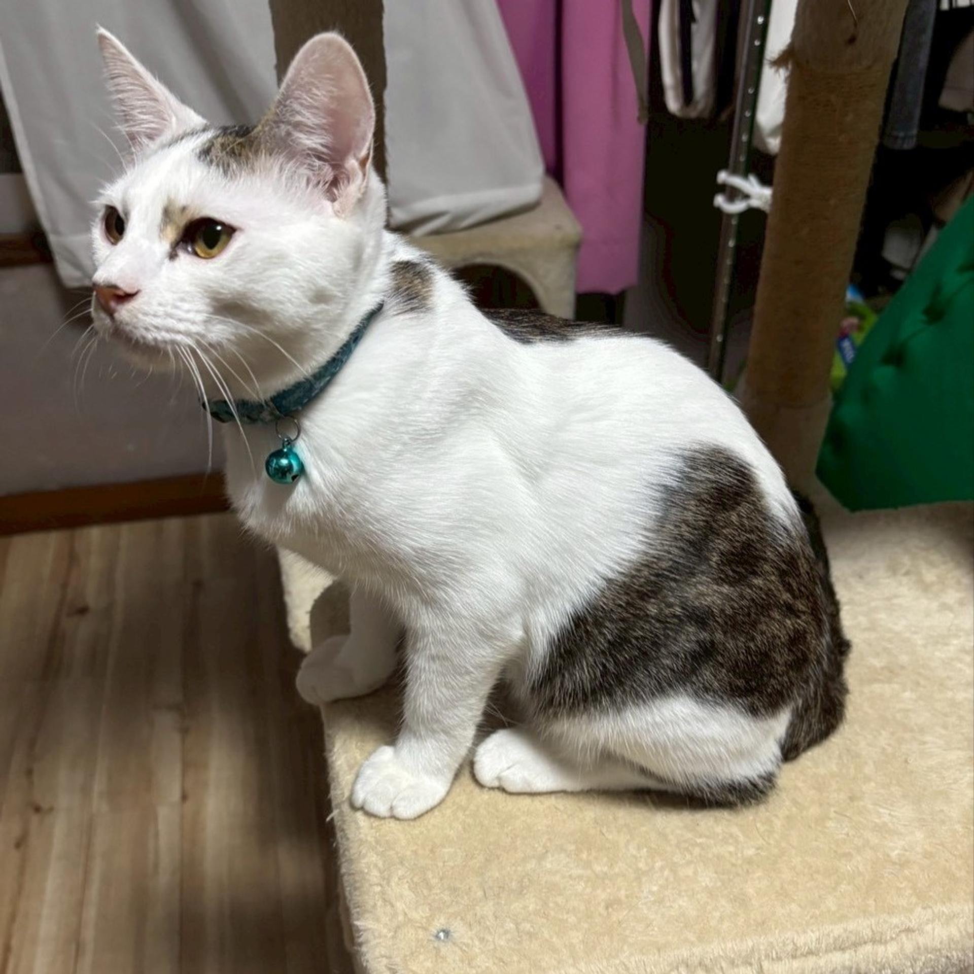 pet-image-3