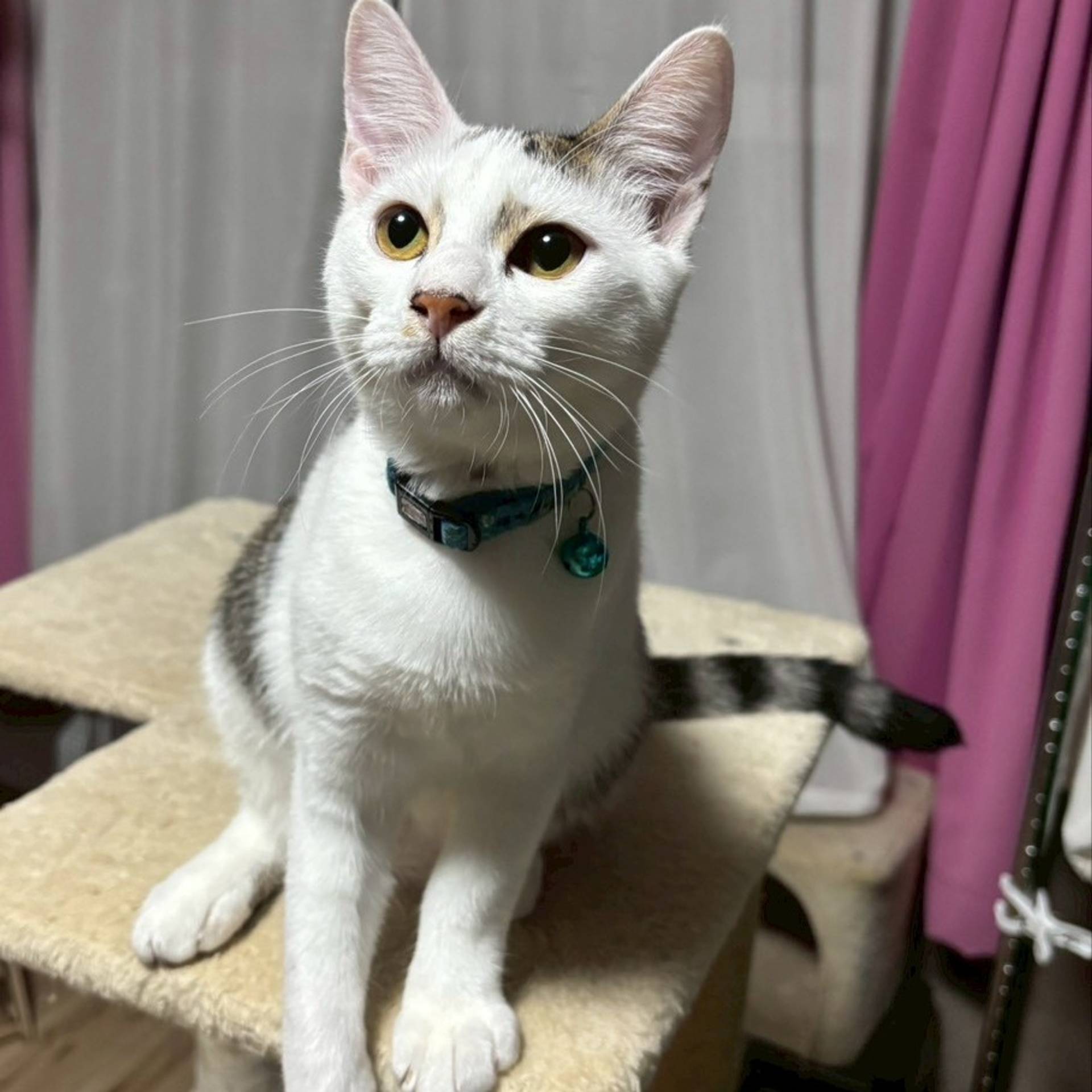 雑種（ミックス猫）・オスの里親募集の写真