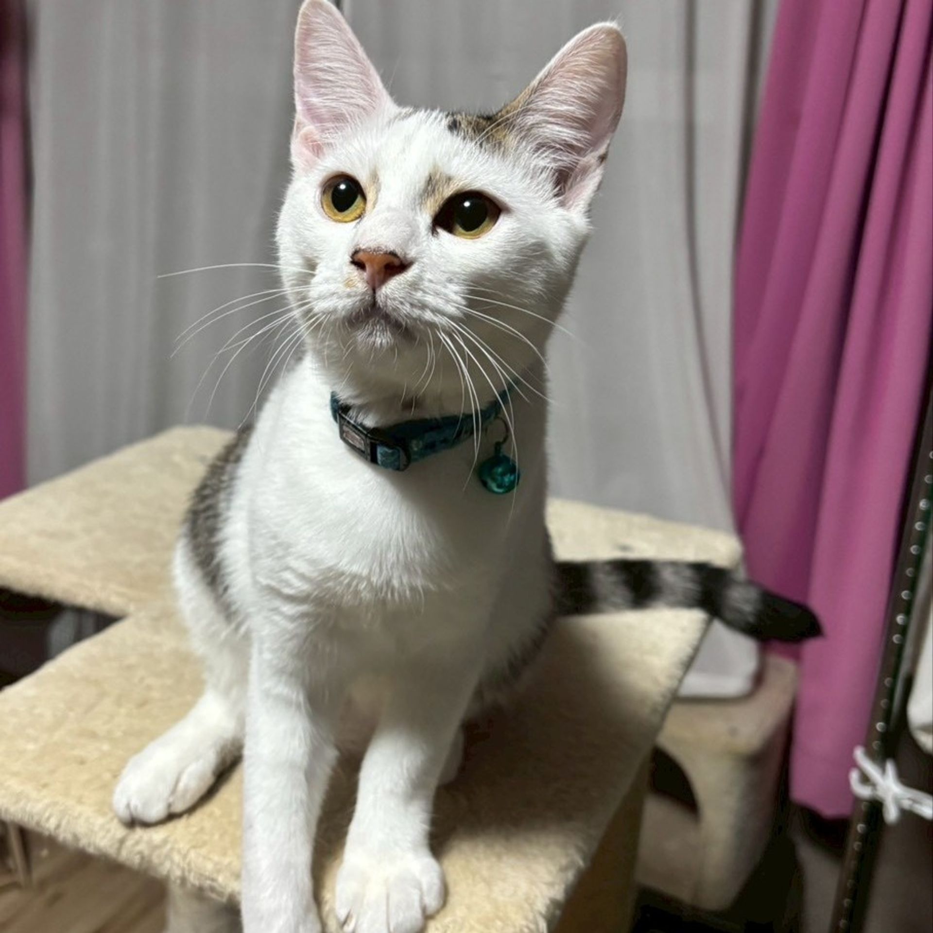 雑種（ミックス猫）・オスの里親募集の写真