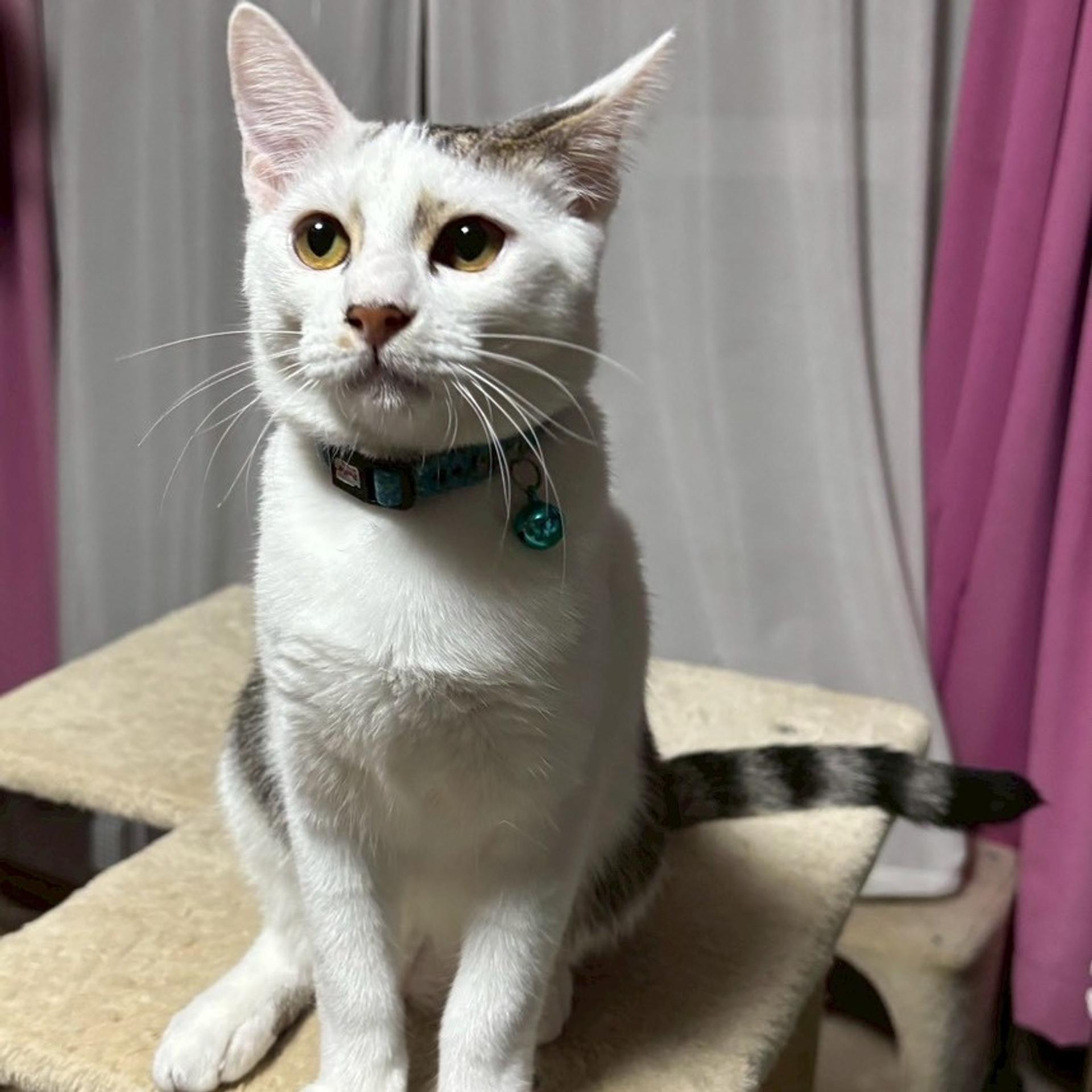 pet-image-4