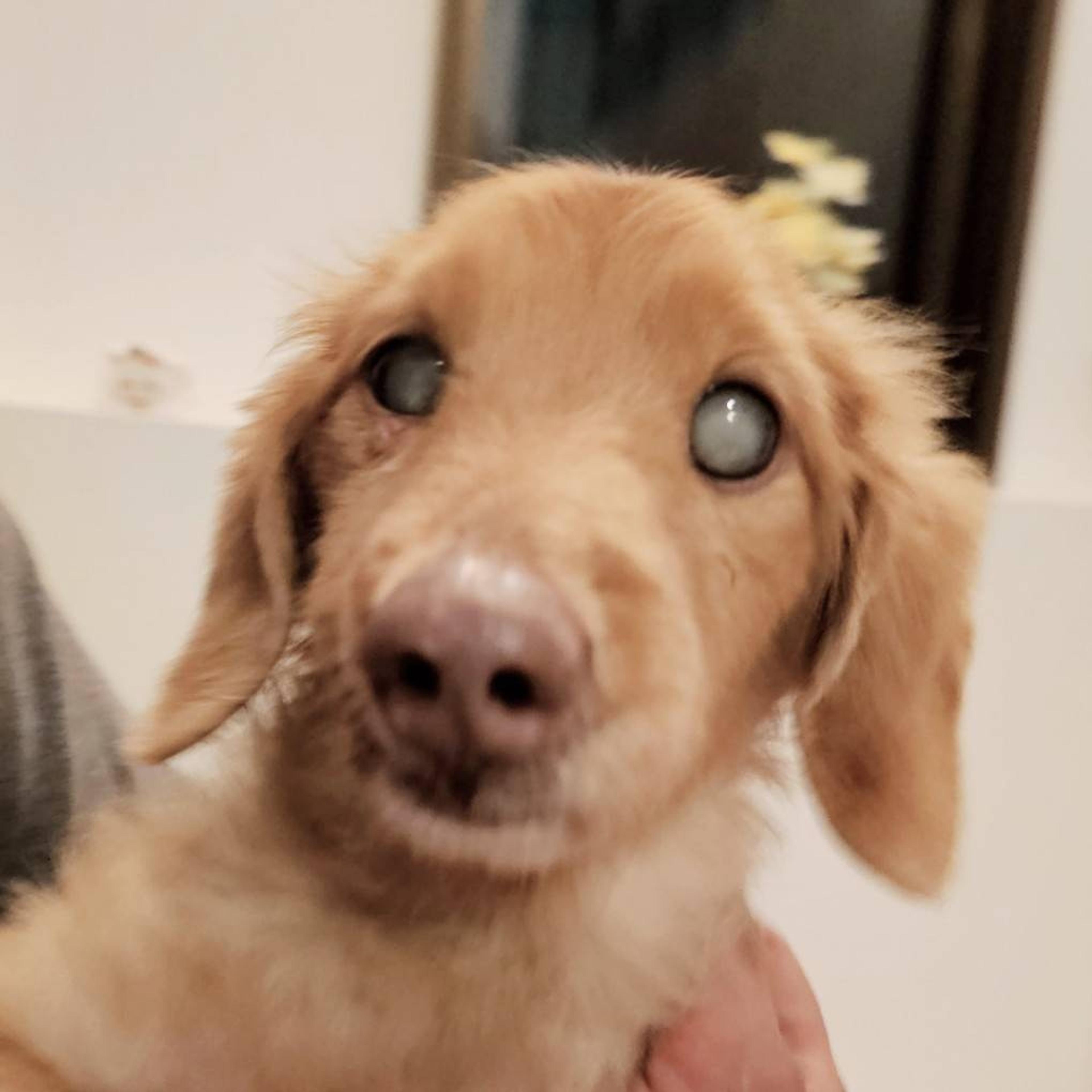 pet-image-2