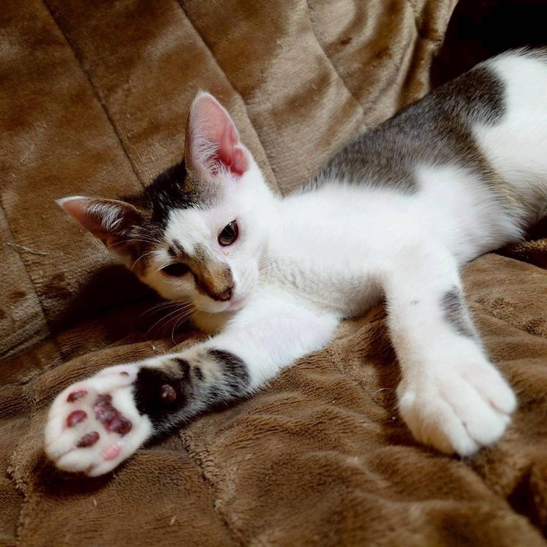 pet-image-6