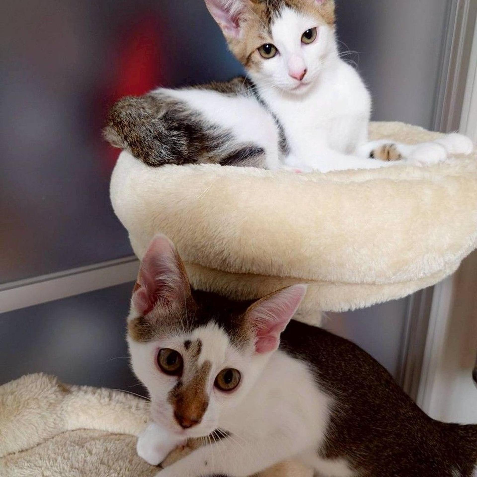 pet-image-5