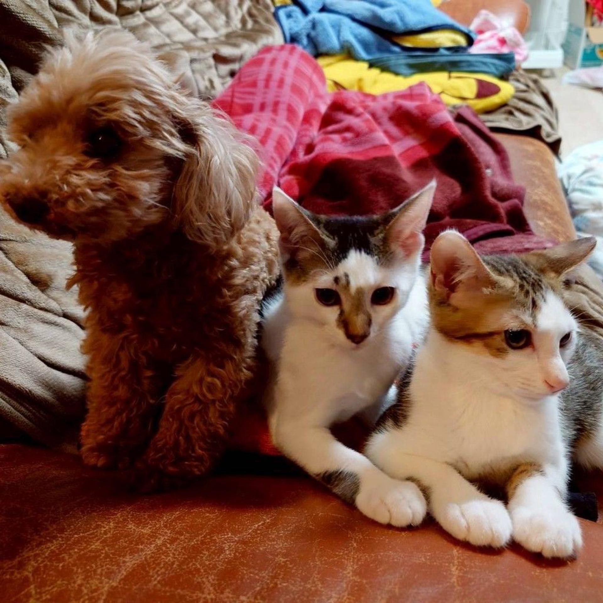 pet-image-7