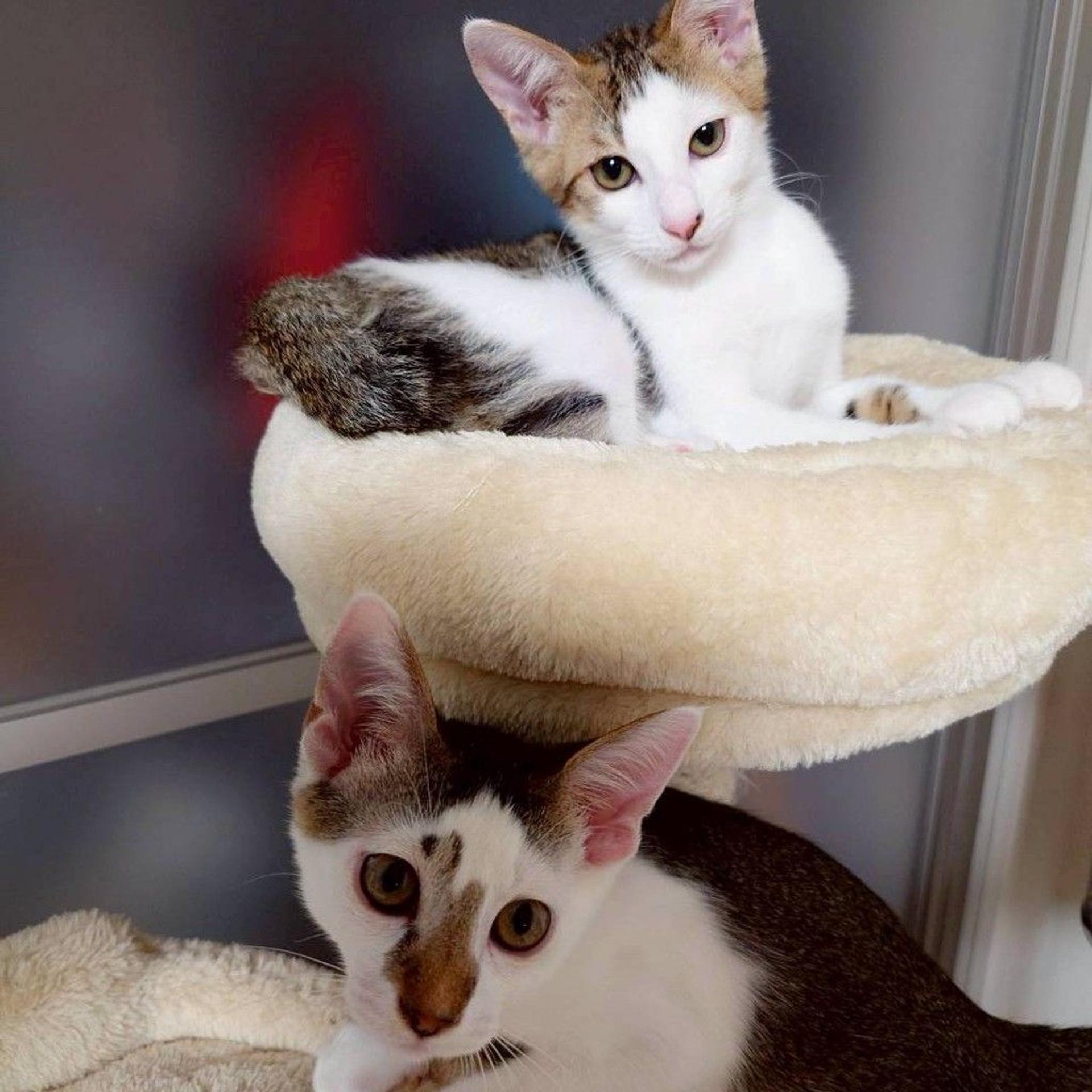 pet-image-2
