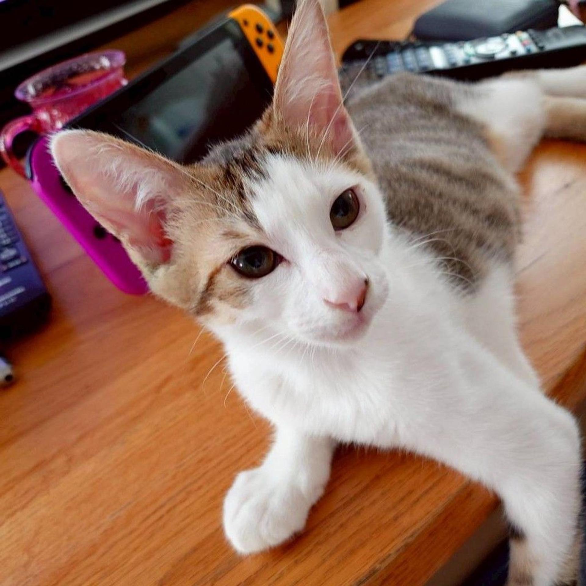 pet-image-3
