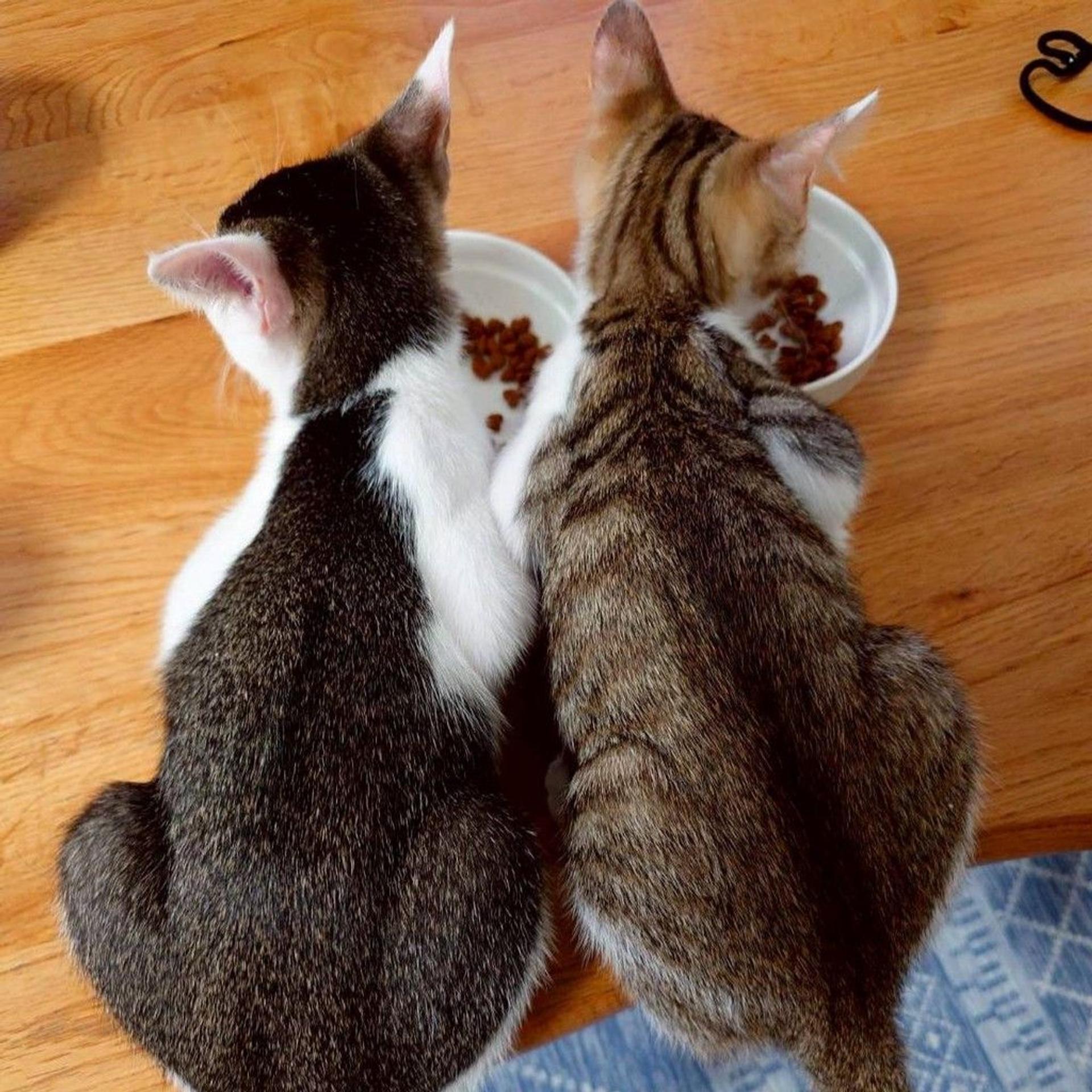 pet-image-5