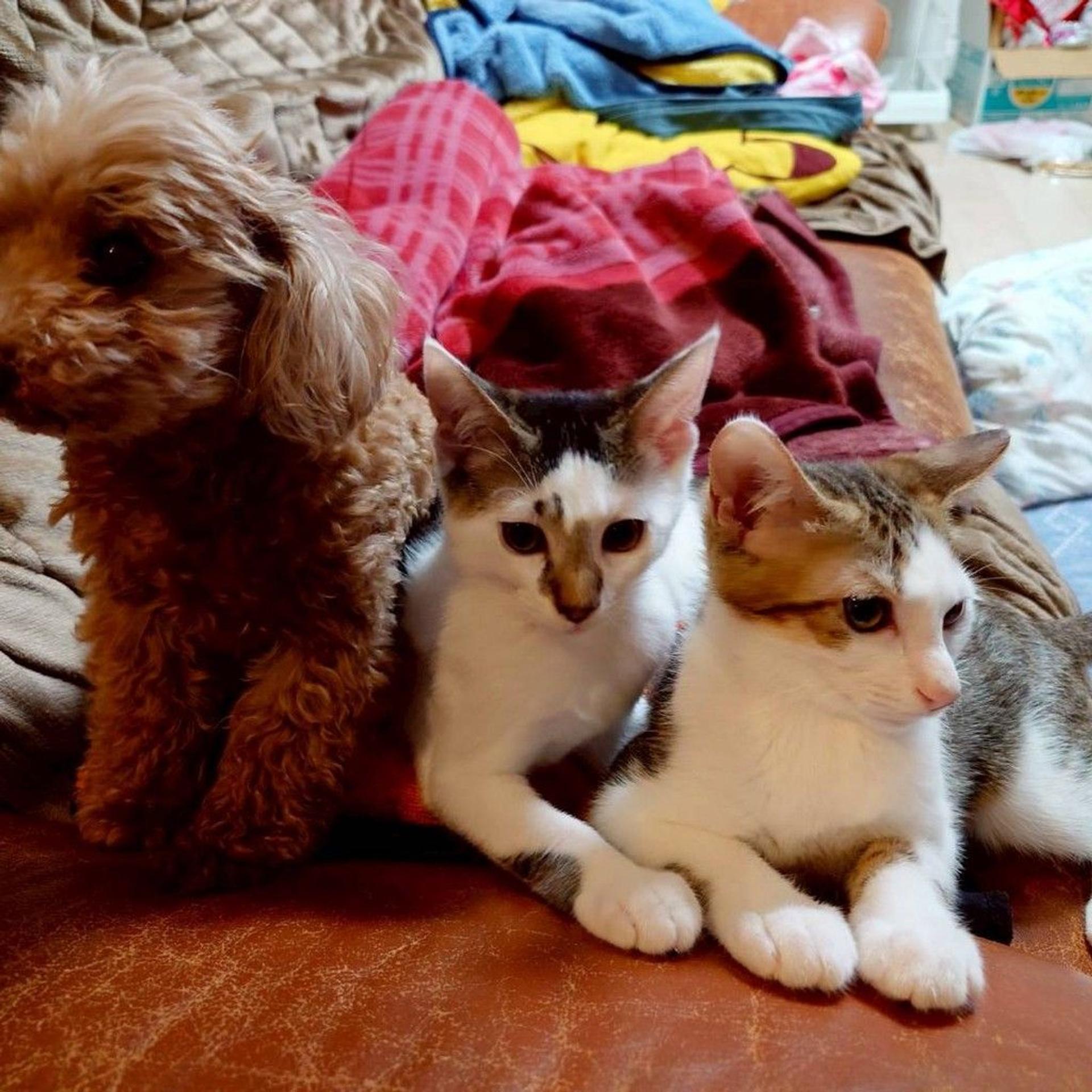 pet-image-6
