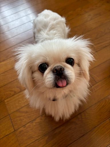 ペロ