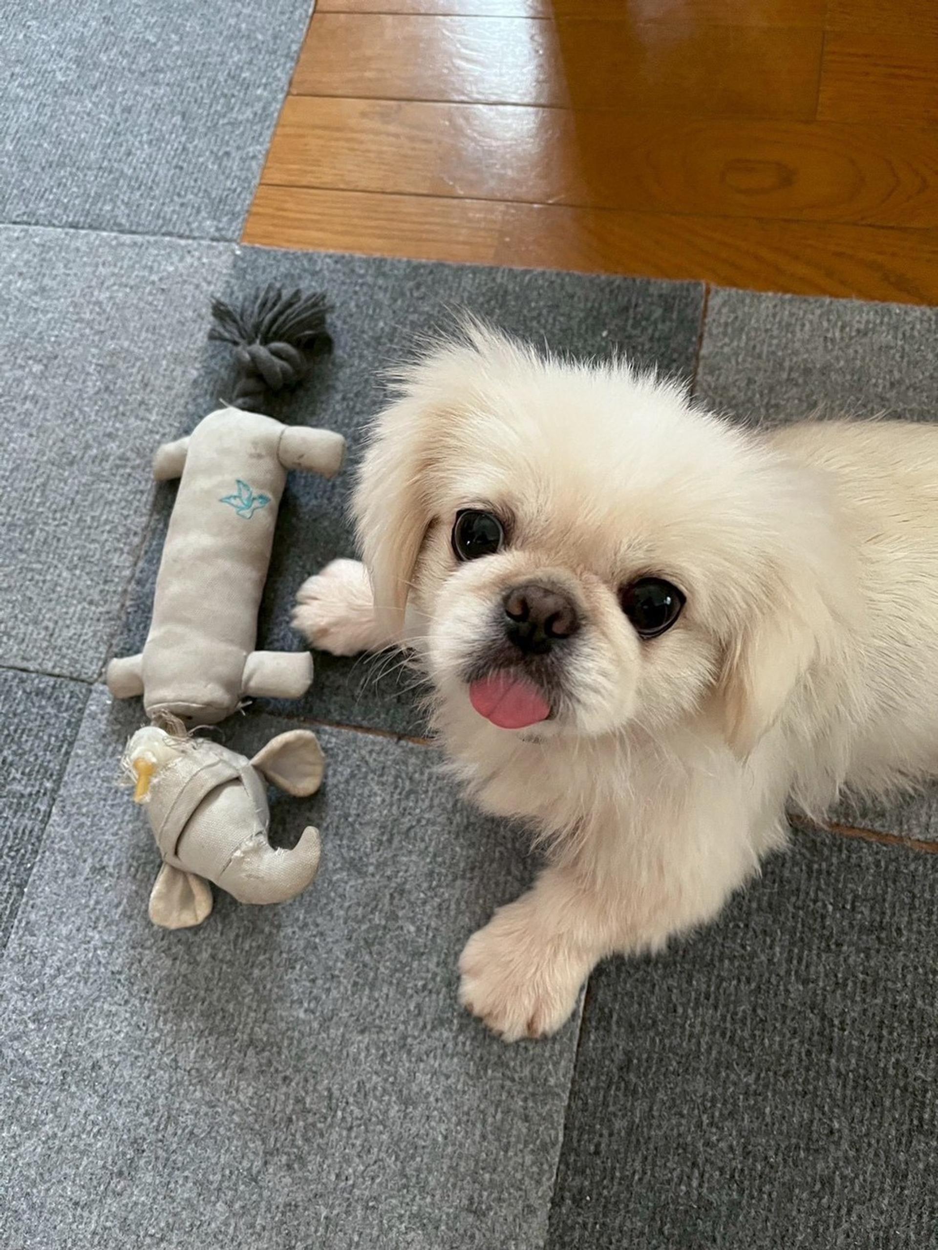 pet-image-4