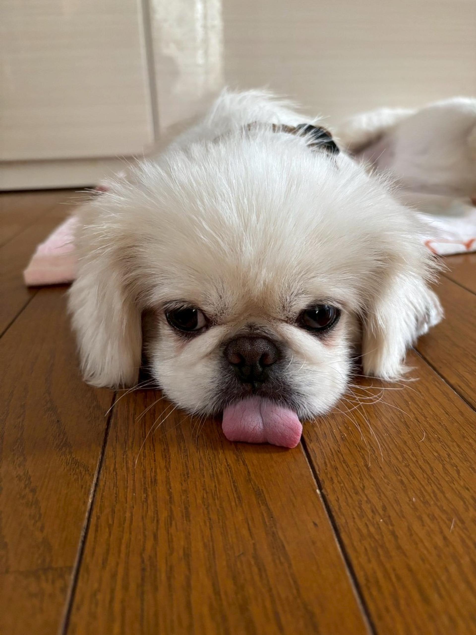 pet-image-5