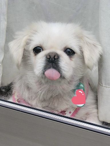 ペロ