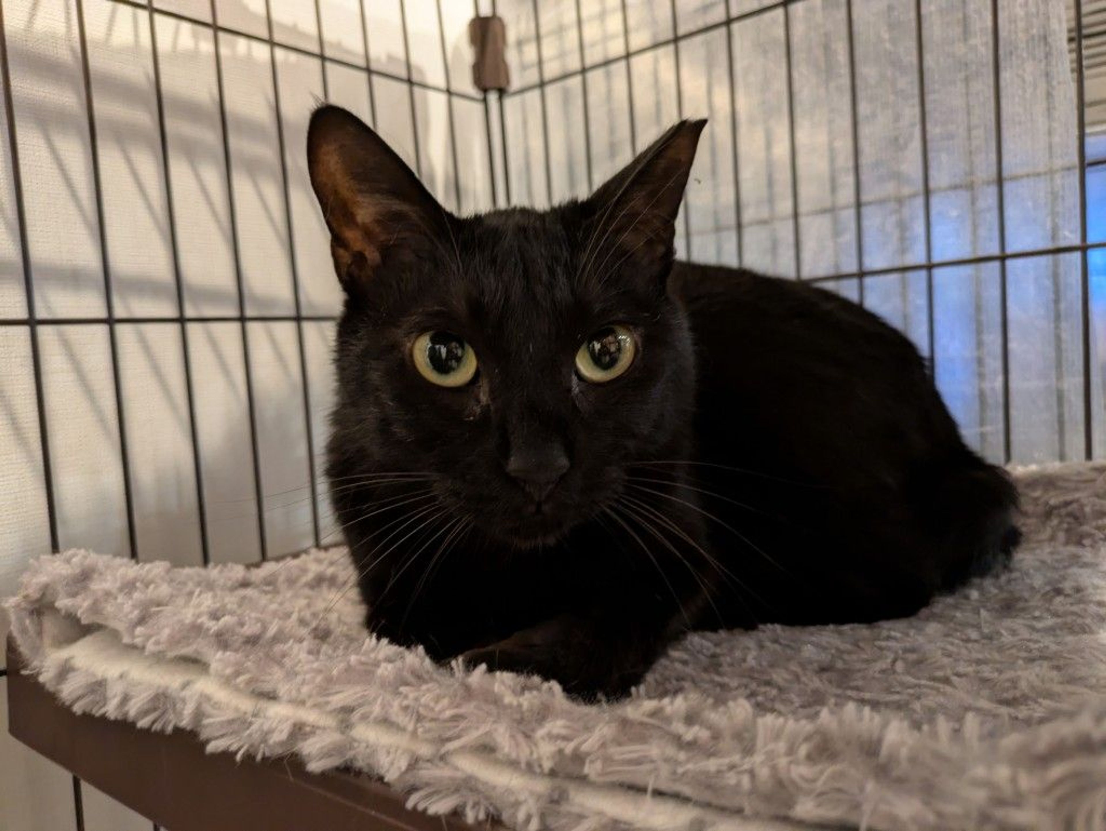 雑種（ミックス猫）・メスの里親募集の写真