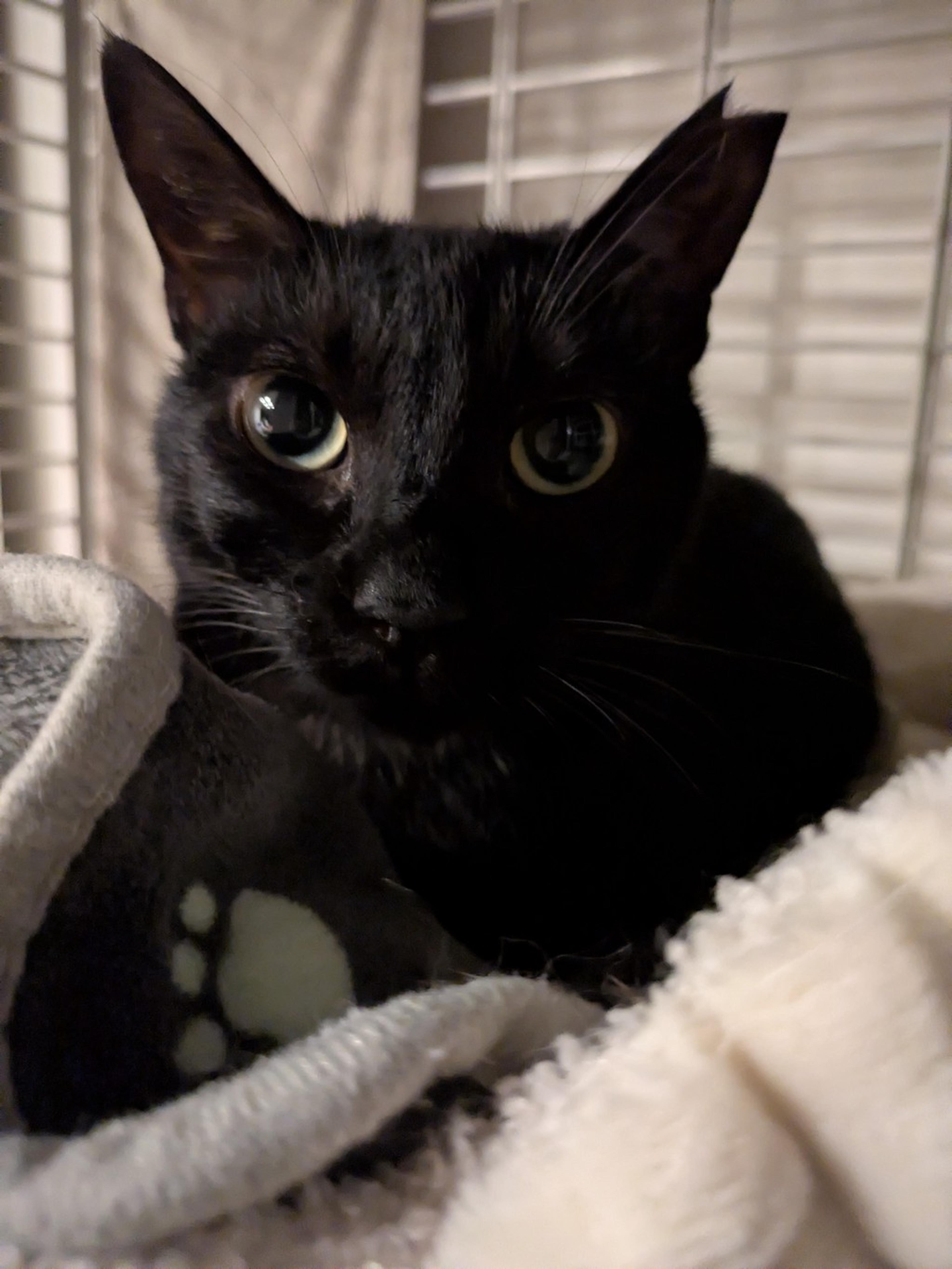 pet-image-2