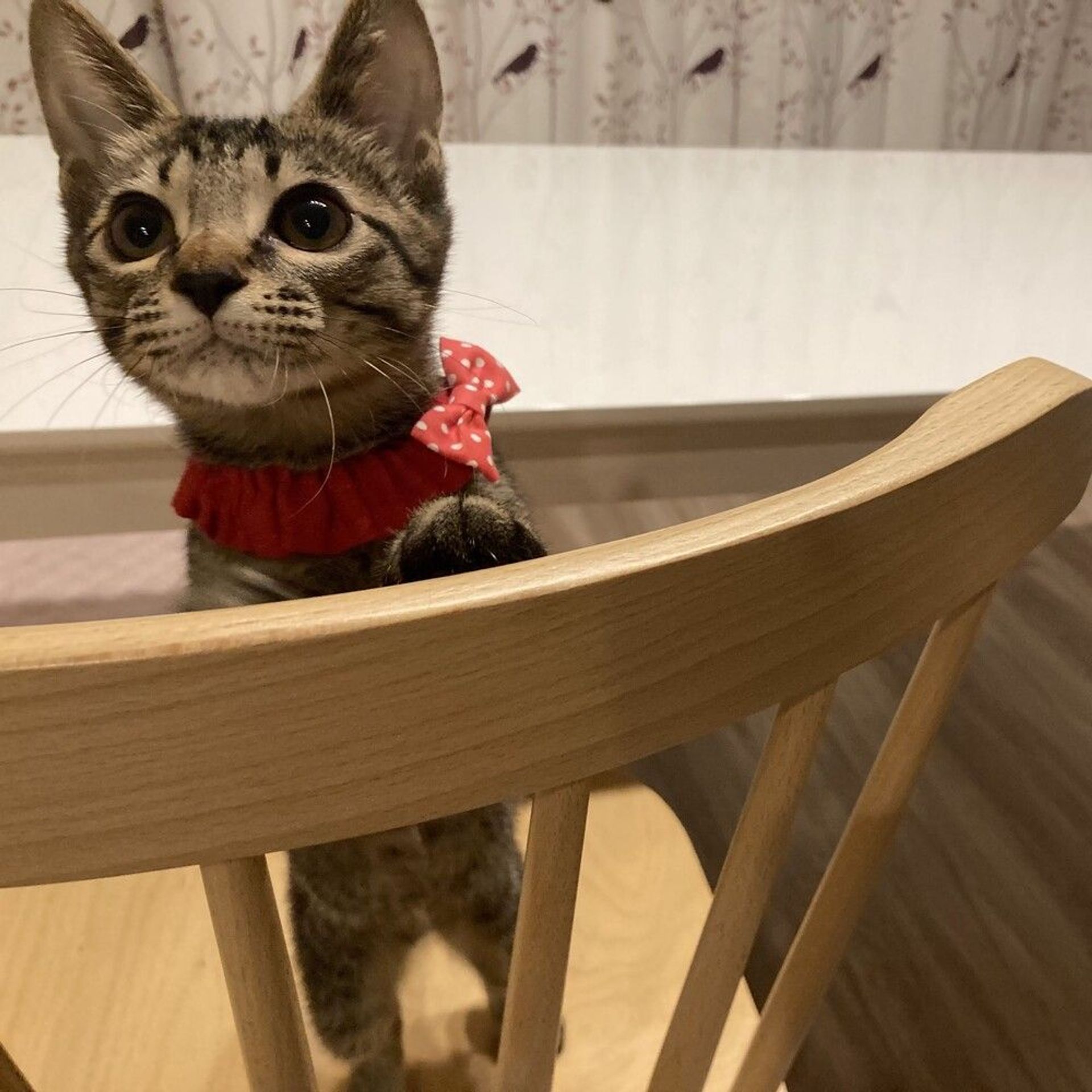雑種（ミックス猫）・メスの里親募集の写真