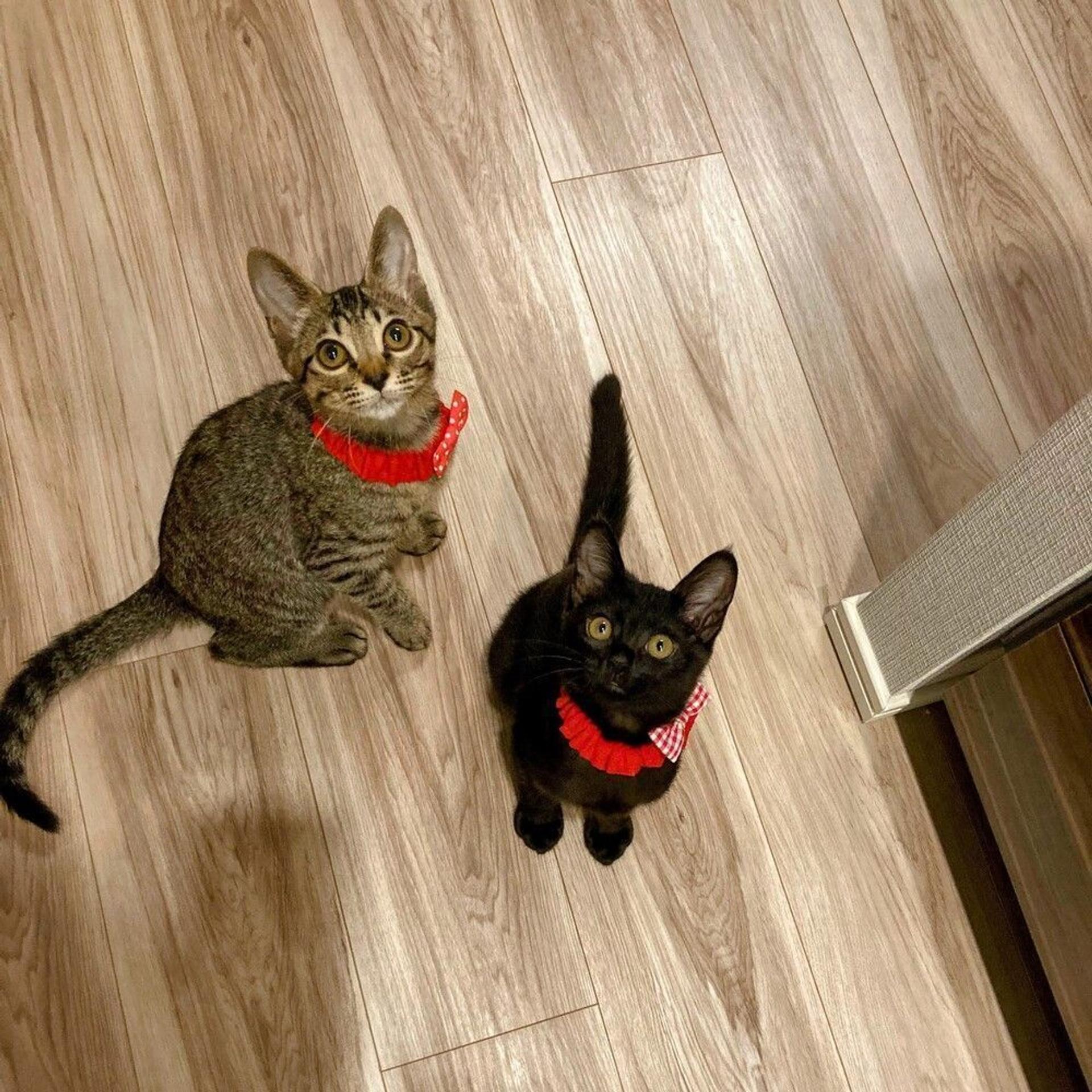 pet-image-7