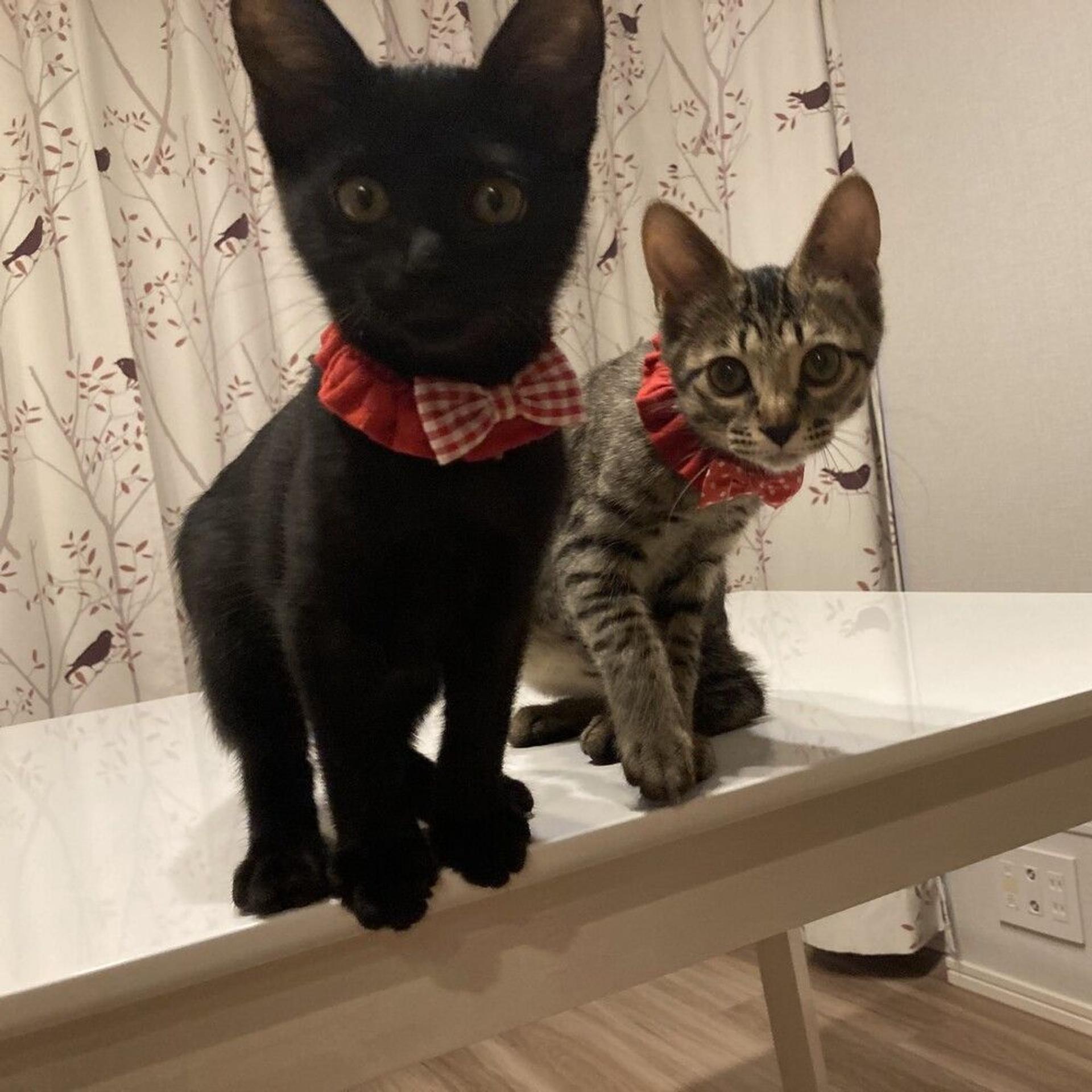 pet-image-5