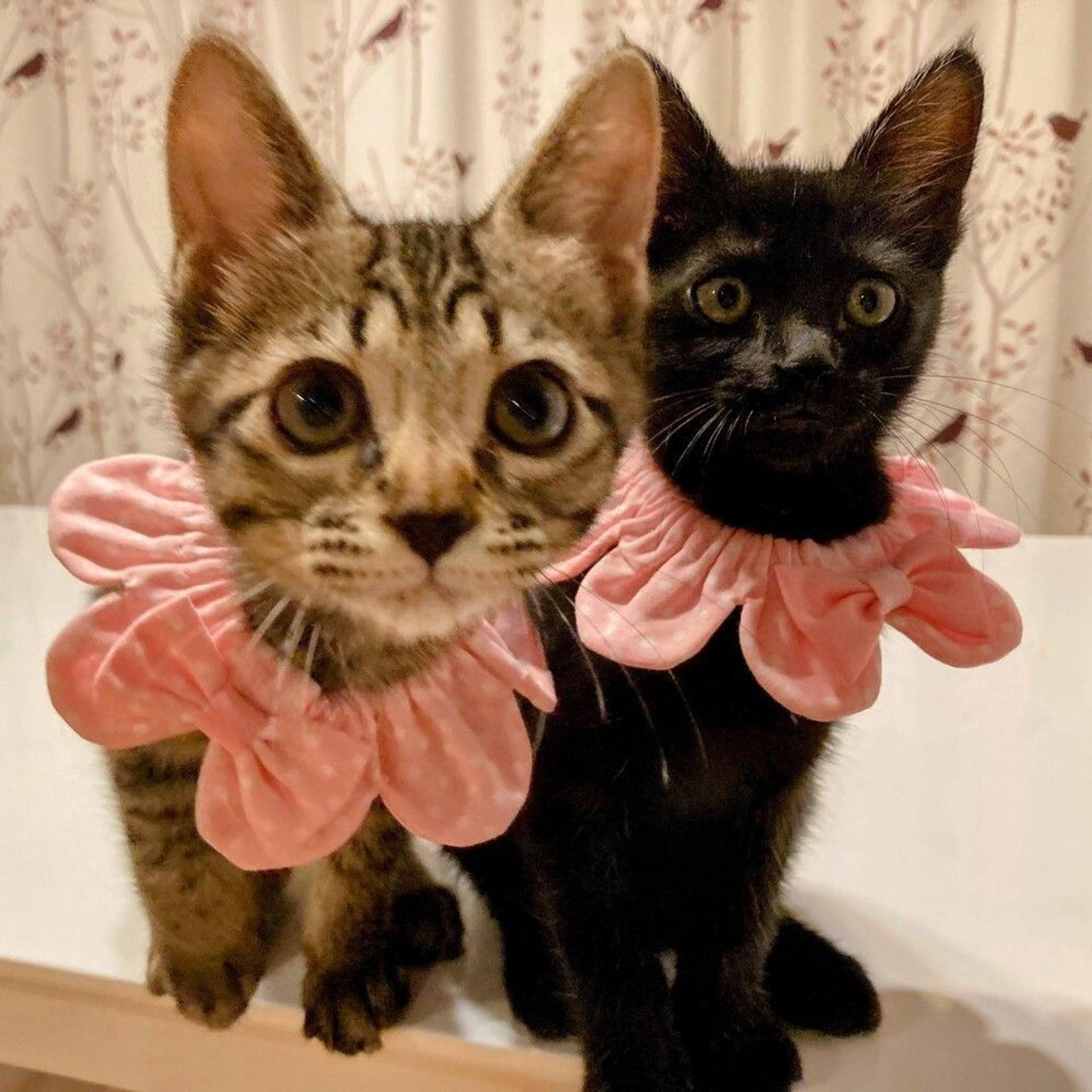 pet-image-2