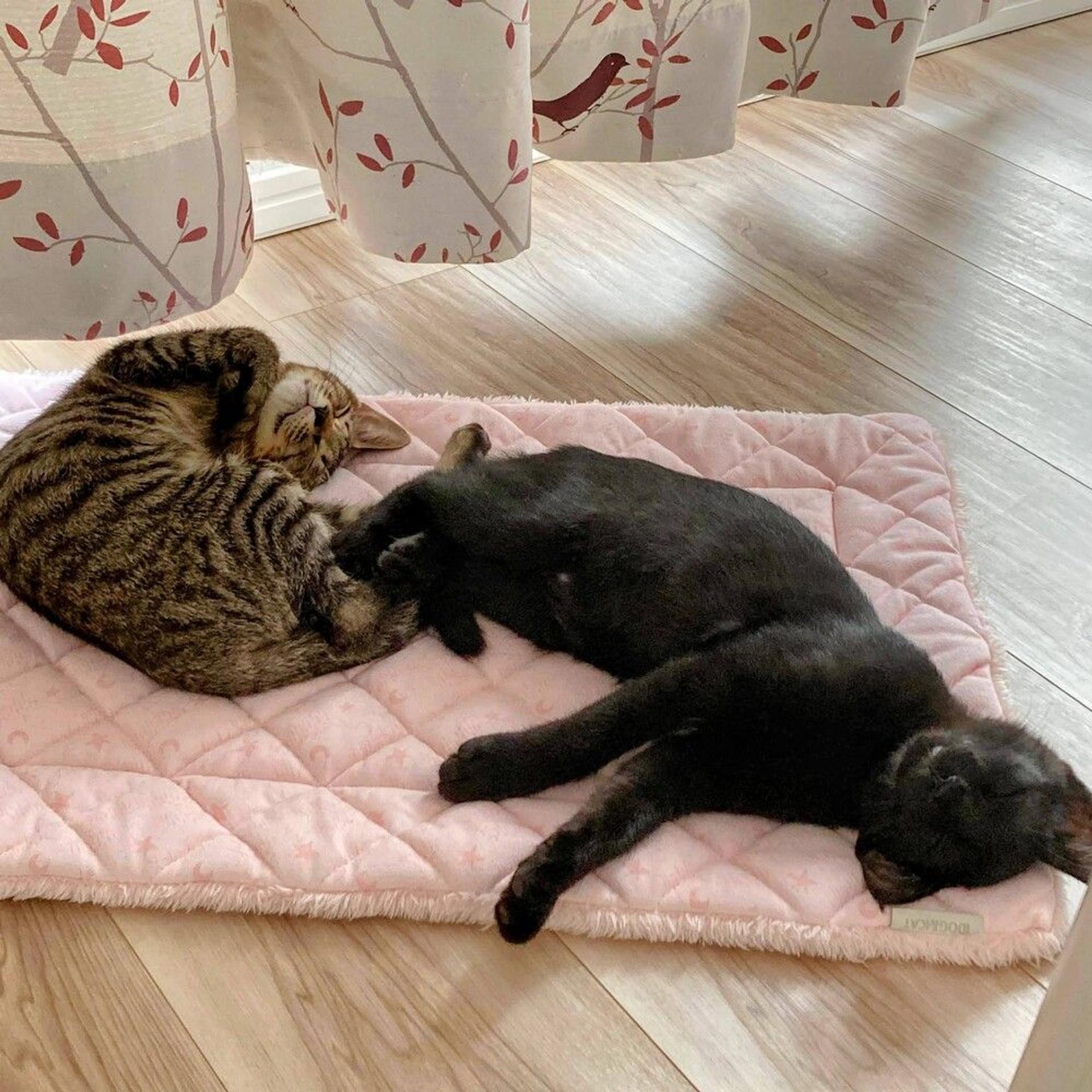 pet-image-9