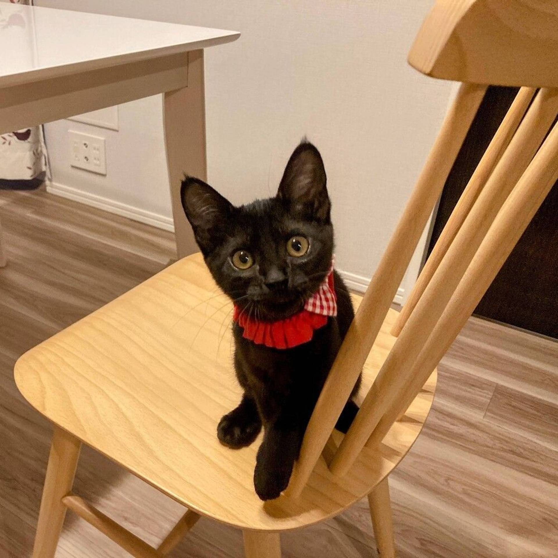 雑種（ミックス猫）・メスの里親募集の写真