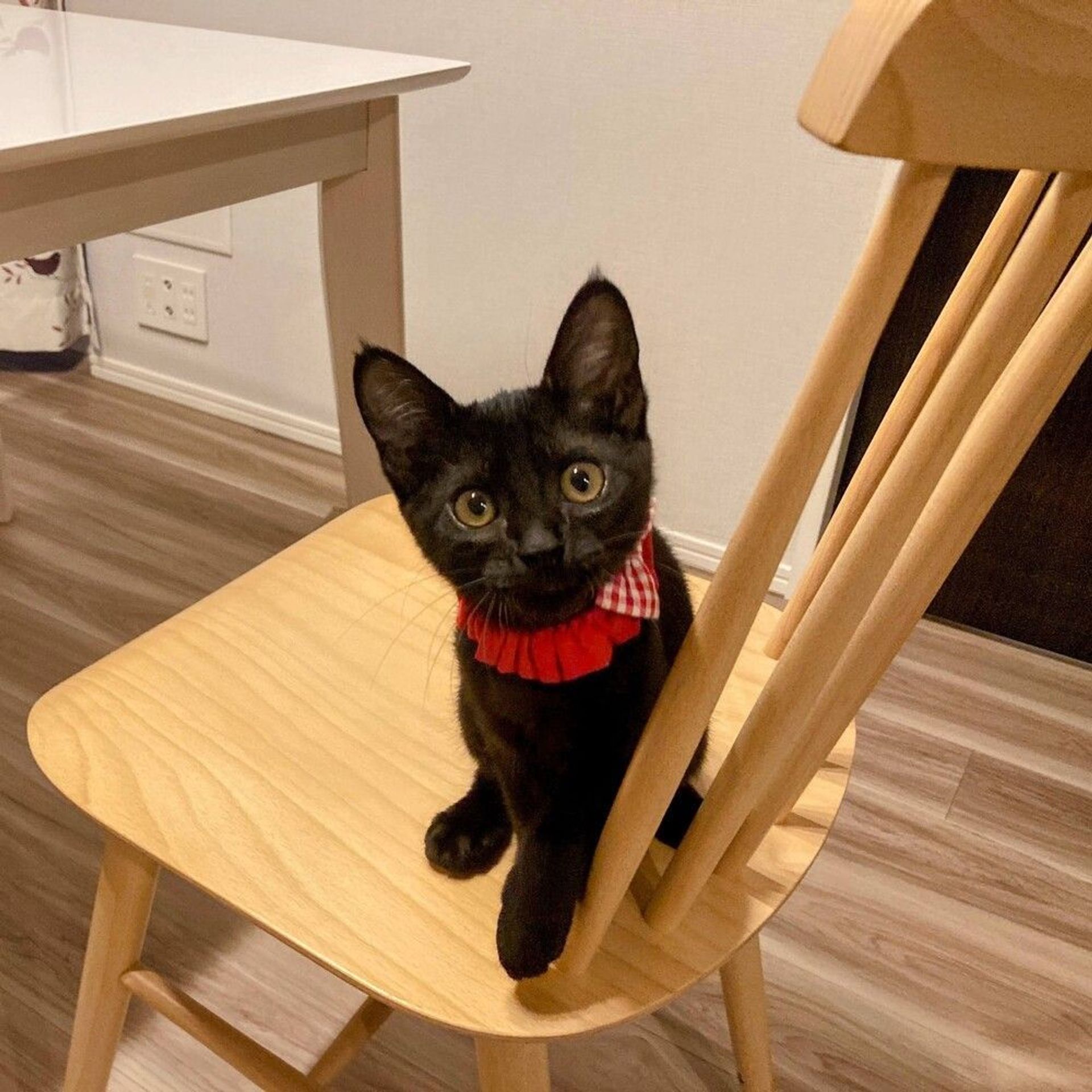 雑種（ミックス猫）・メスの里親募集の写真