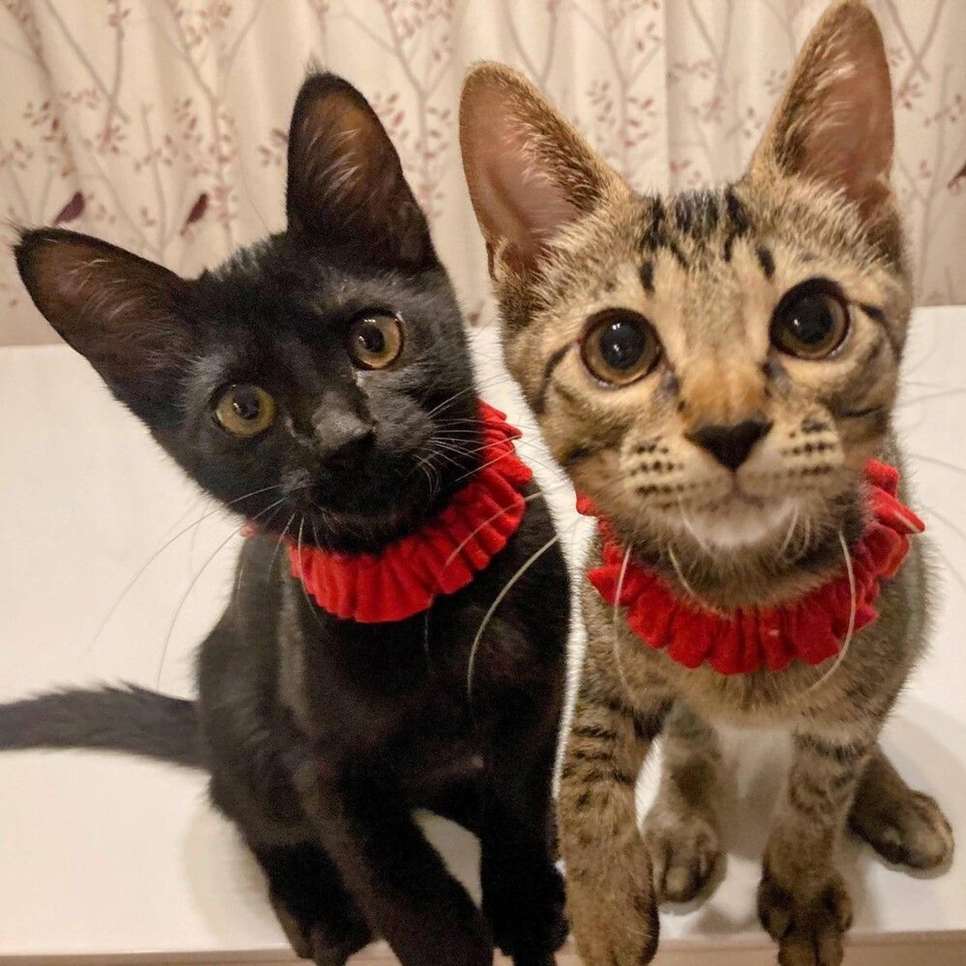 pet-image-4