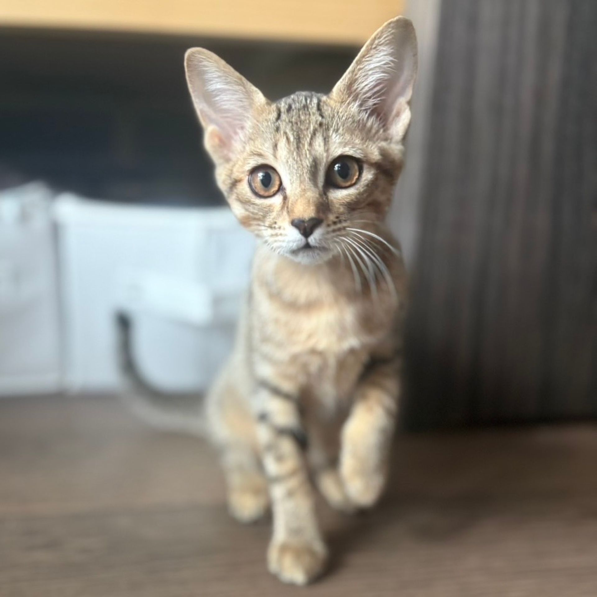 雑種（ミックス猫）・オスの里親募集の写真