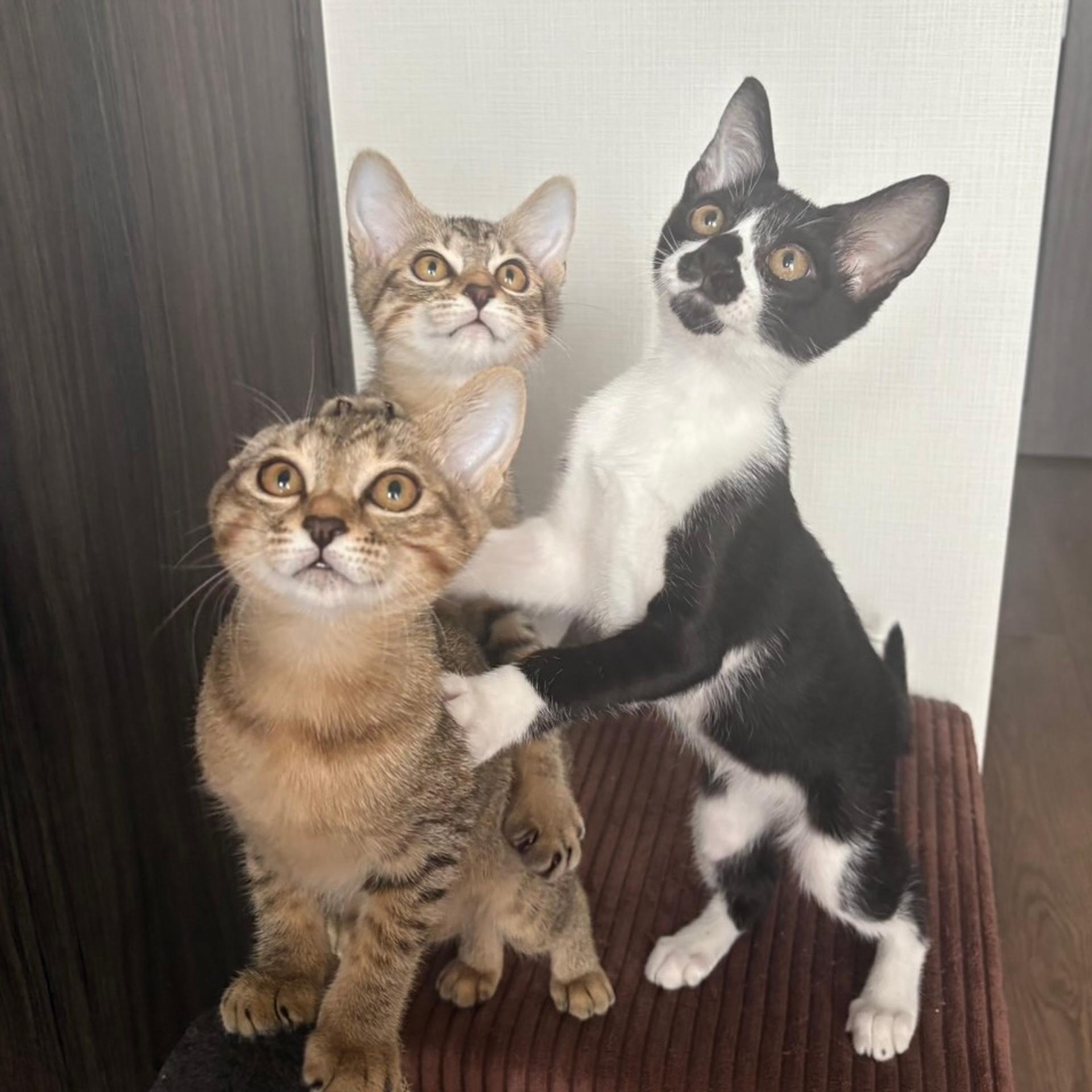 pet-image-7