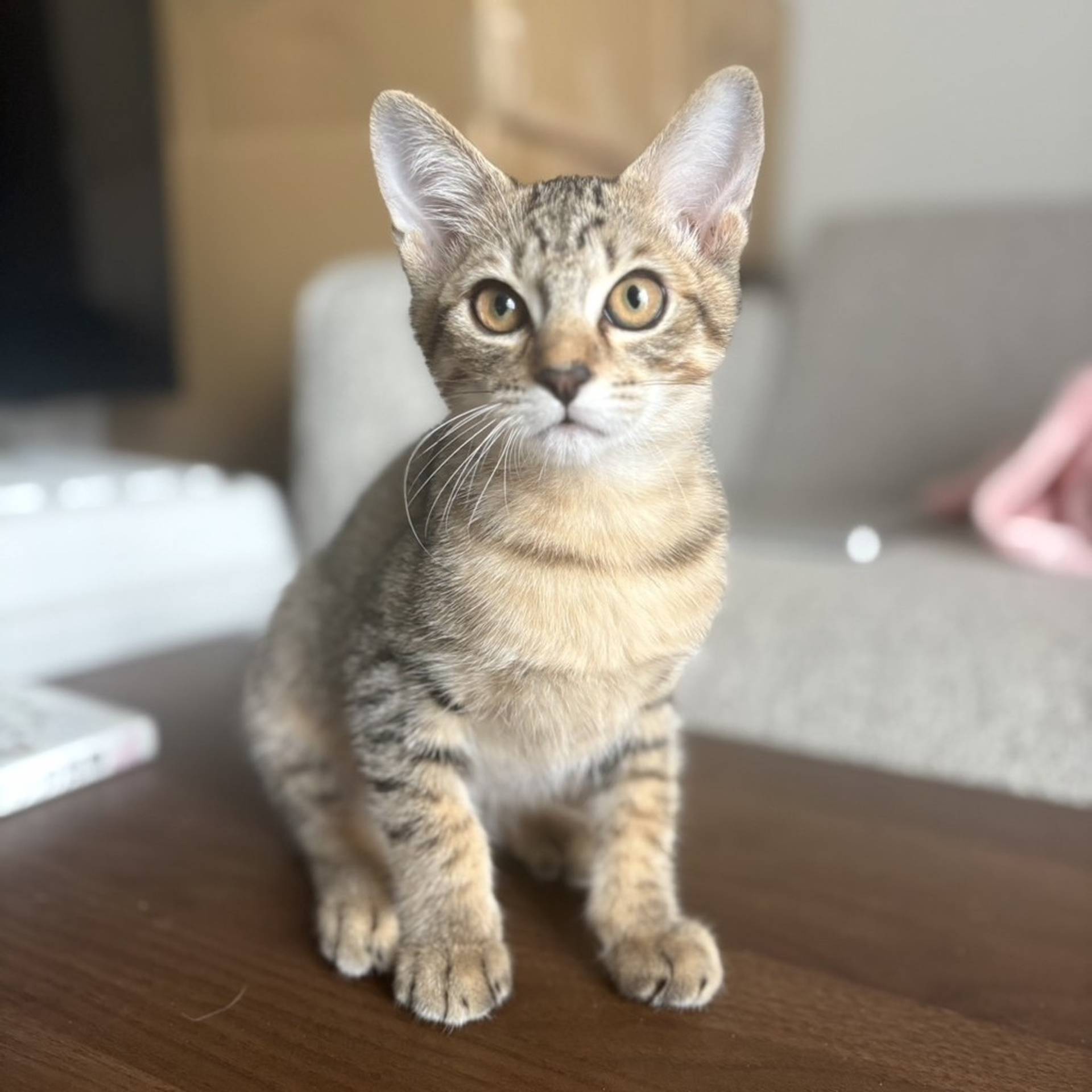 雑種（ミックス猫）・メスの里親募集の写真