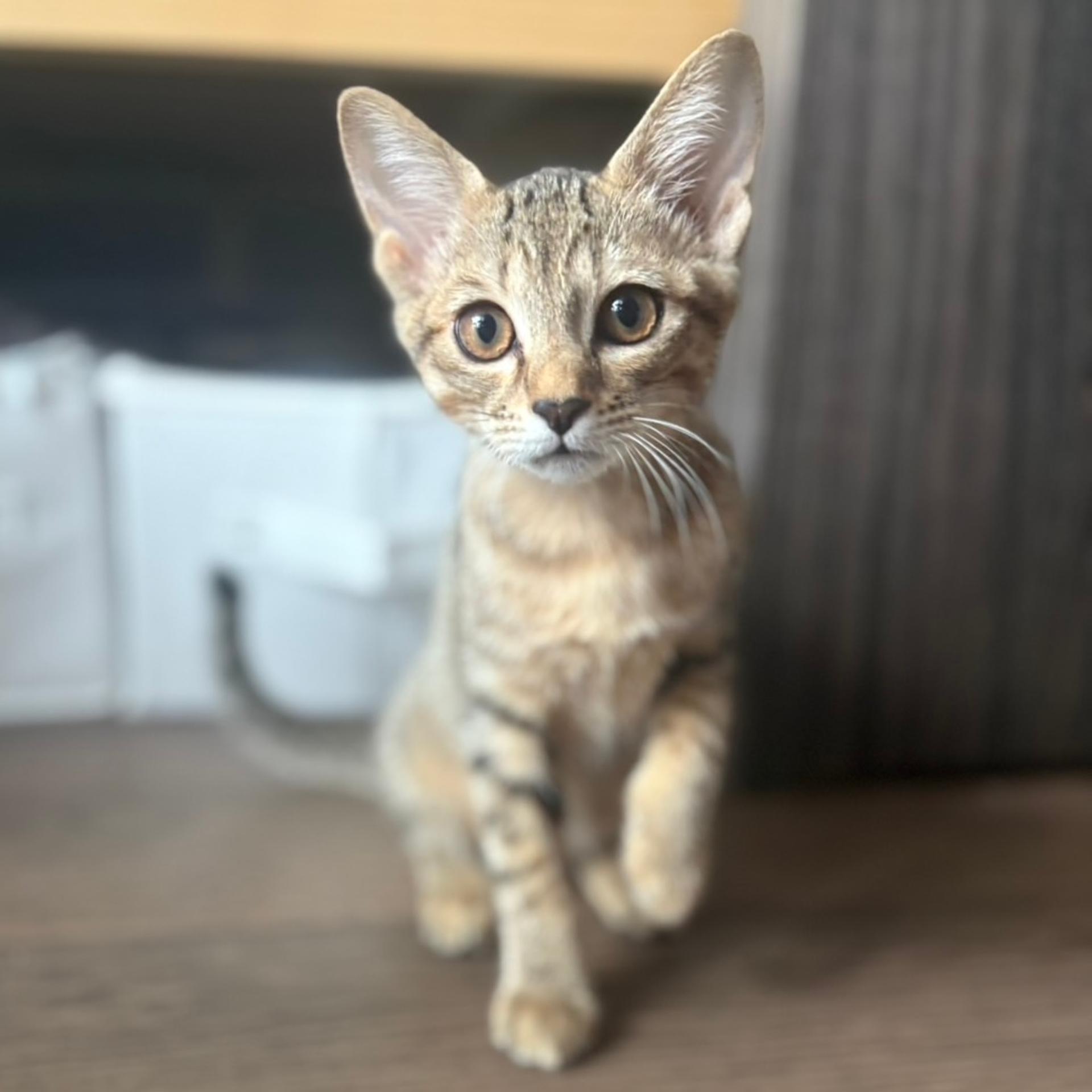 pet-image-3