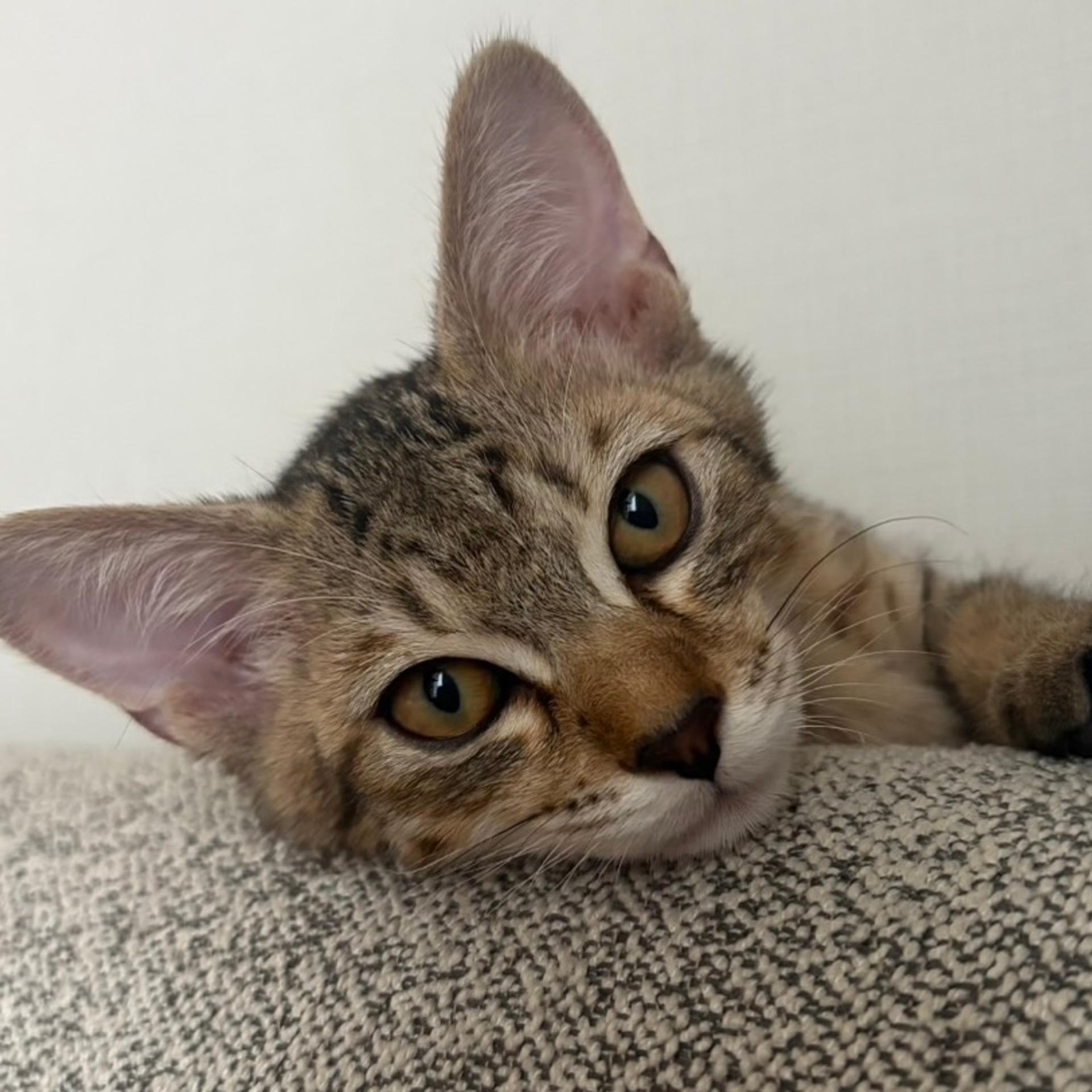 pet-image-4