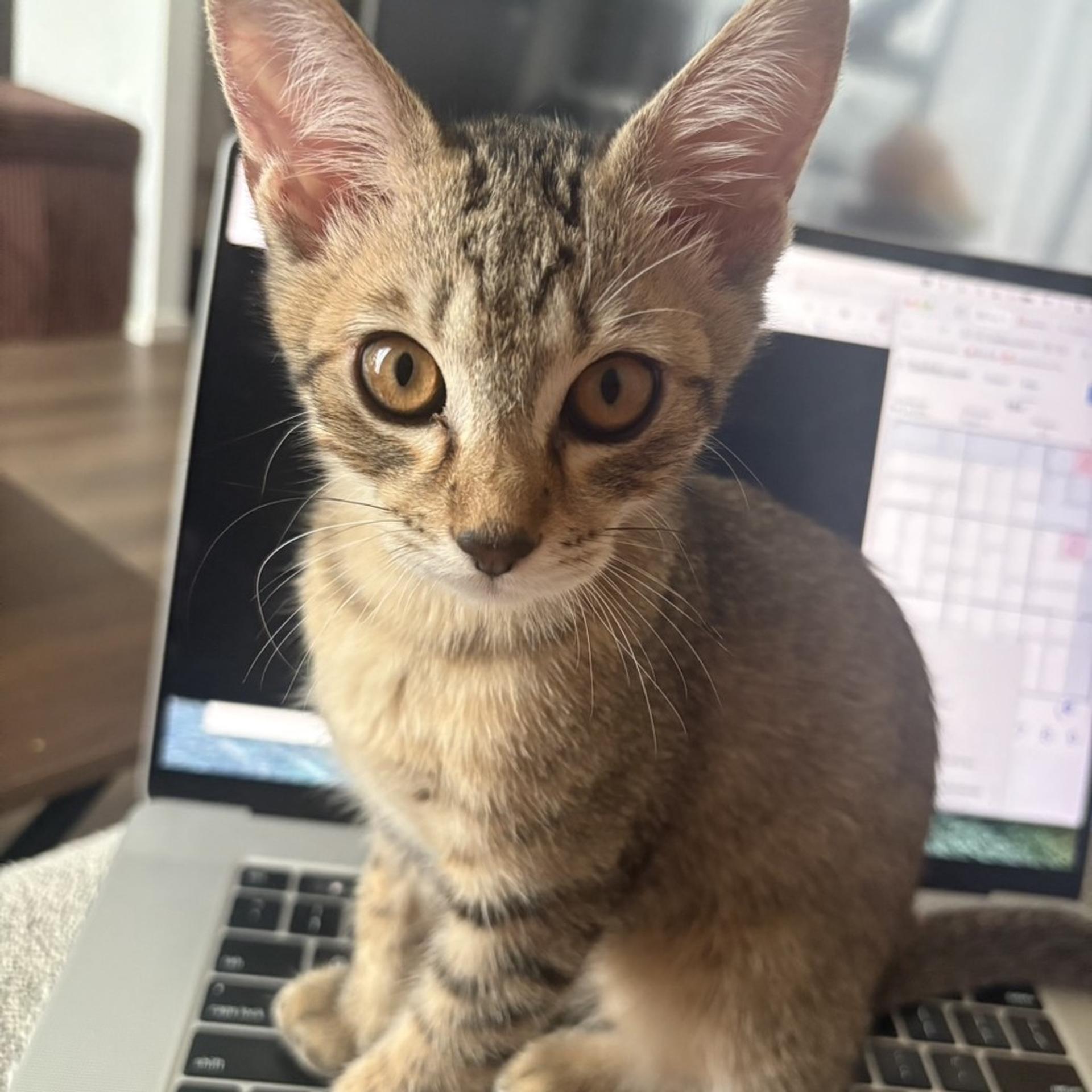 pet-image-5