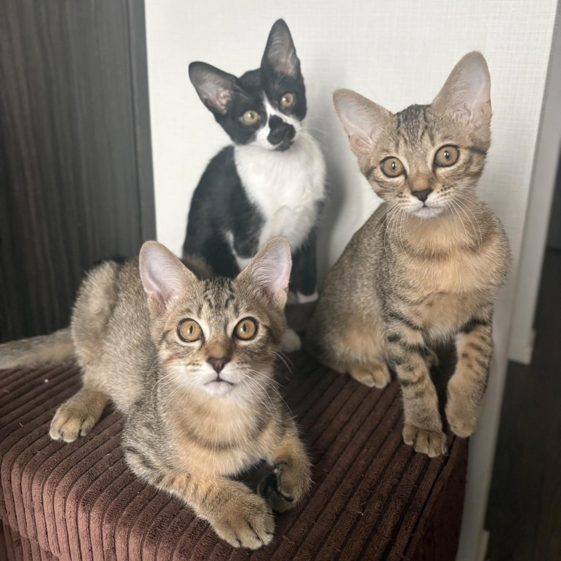 pet-image-6