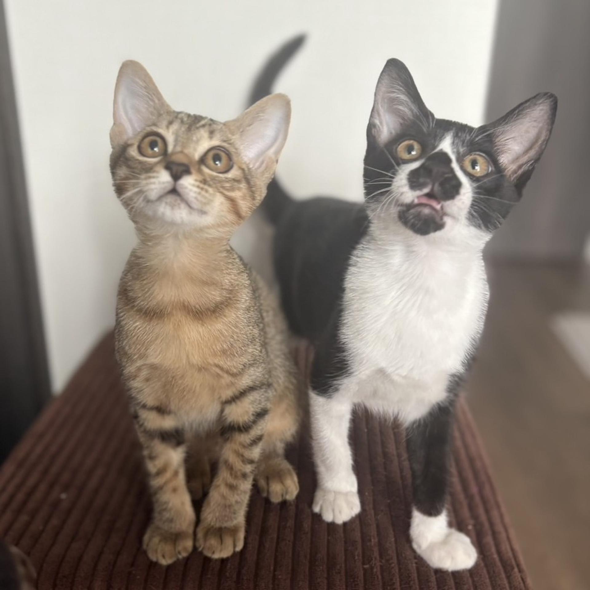 pet-image-7