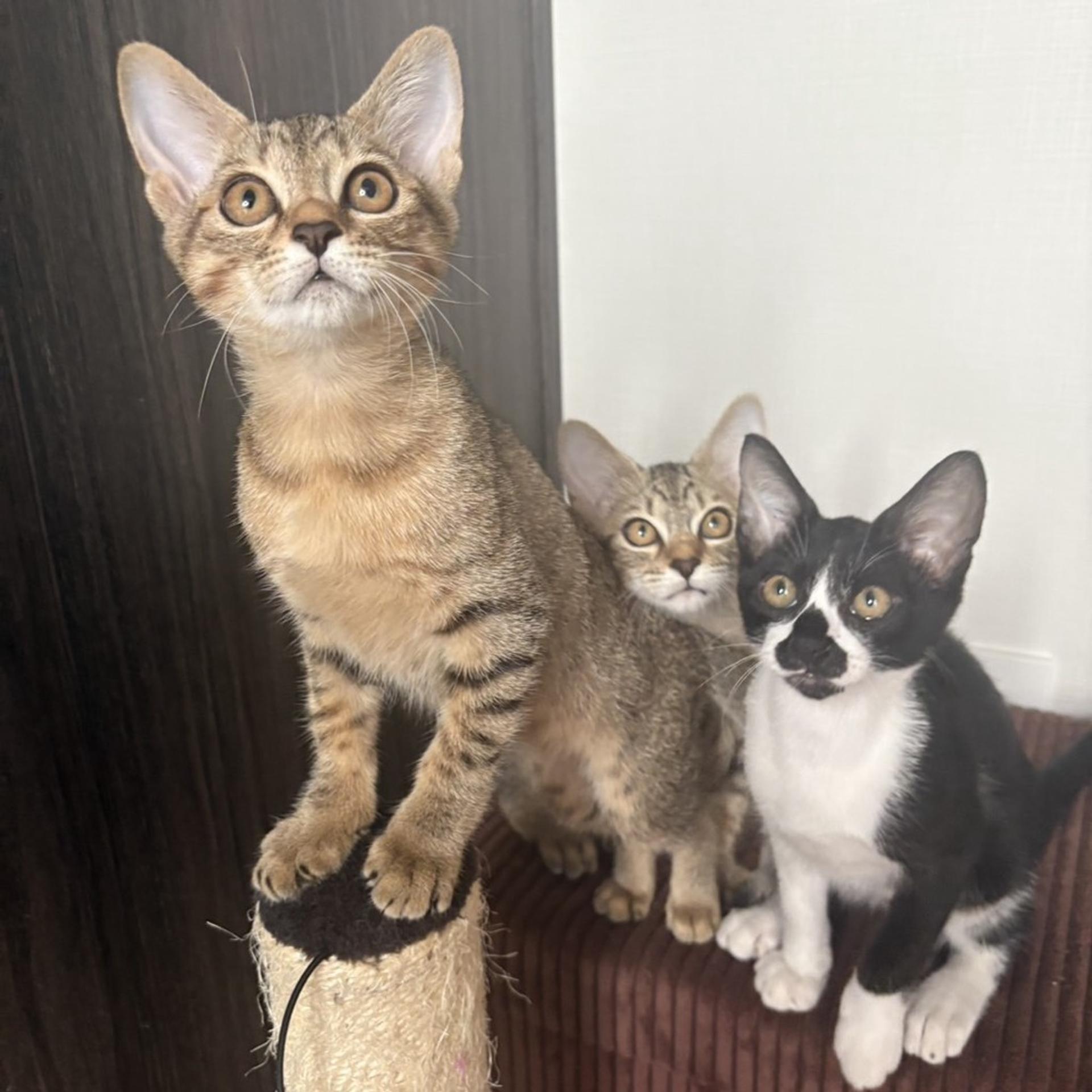 pet-image-9