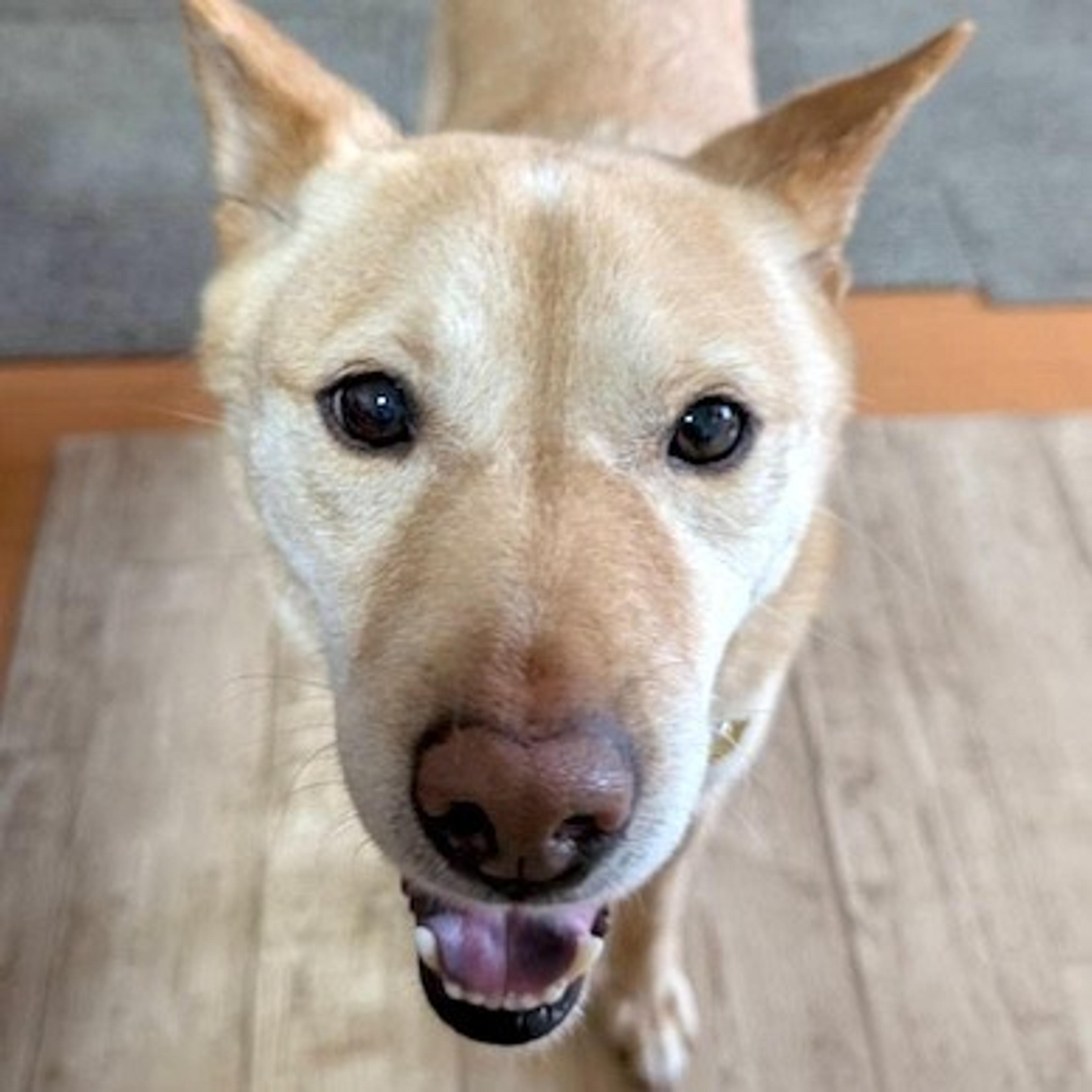 pet-image-2