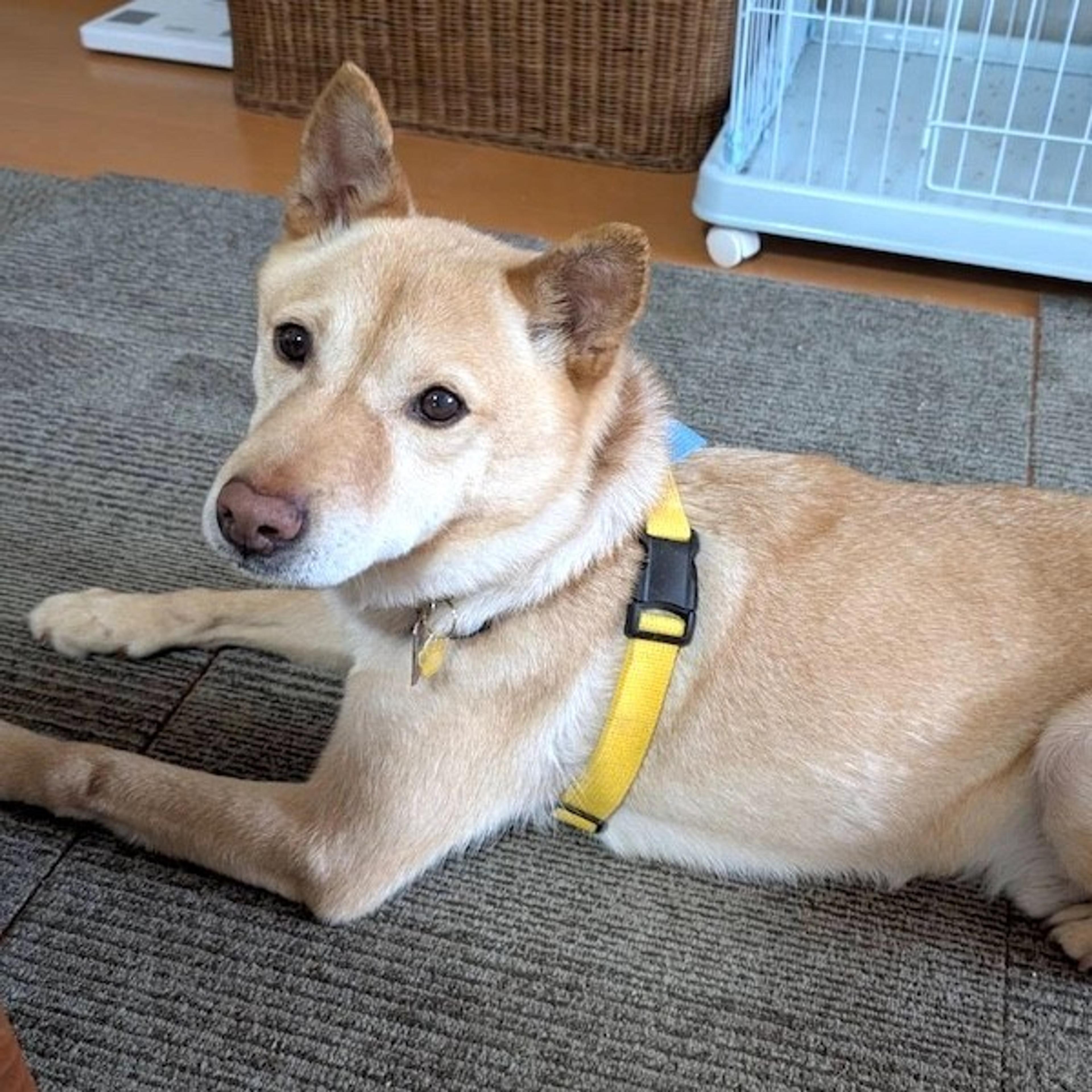 pet-image-3