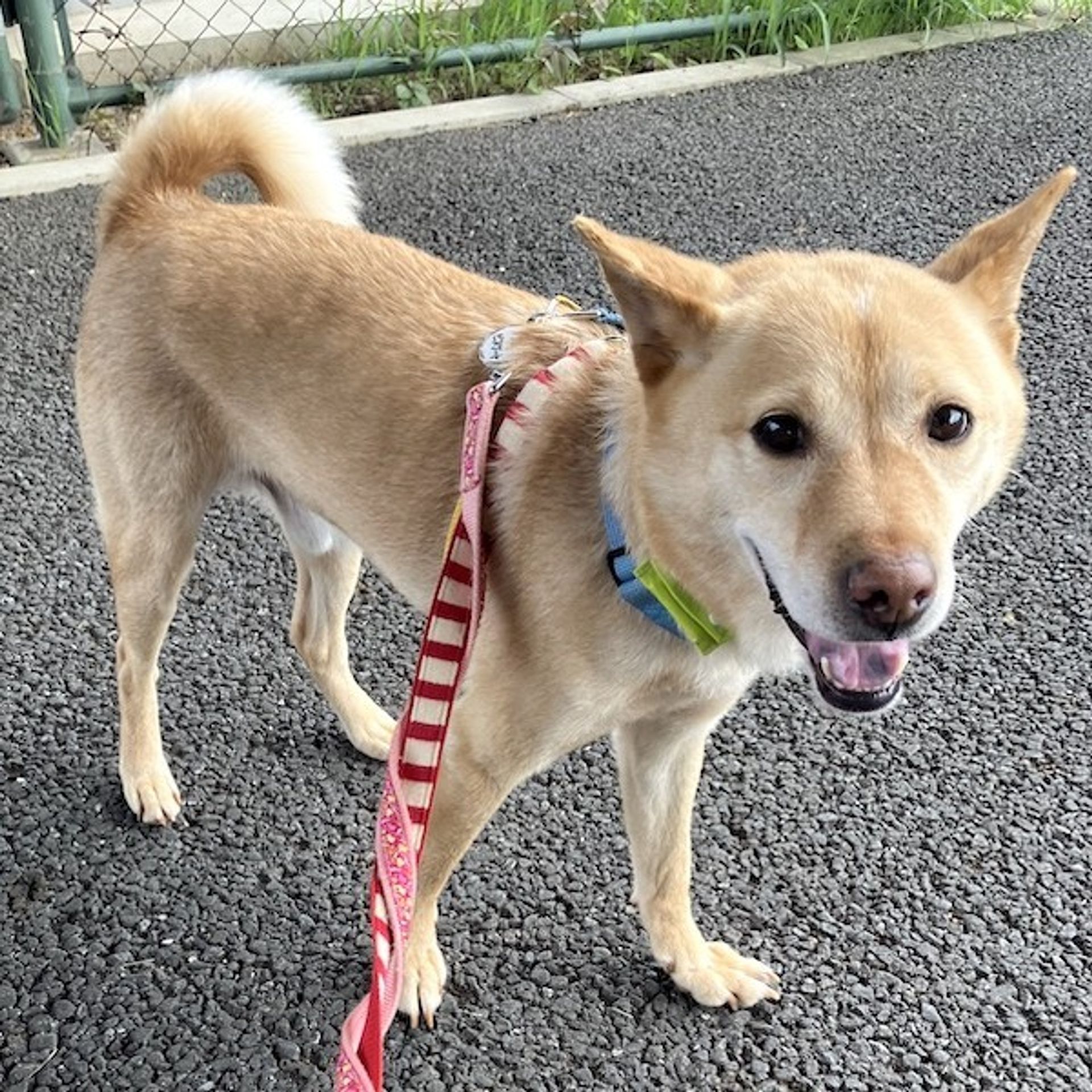 雑種（ミックス犬）・オスの里親募集の写真