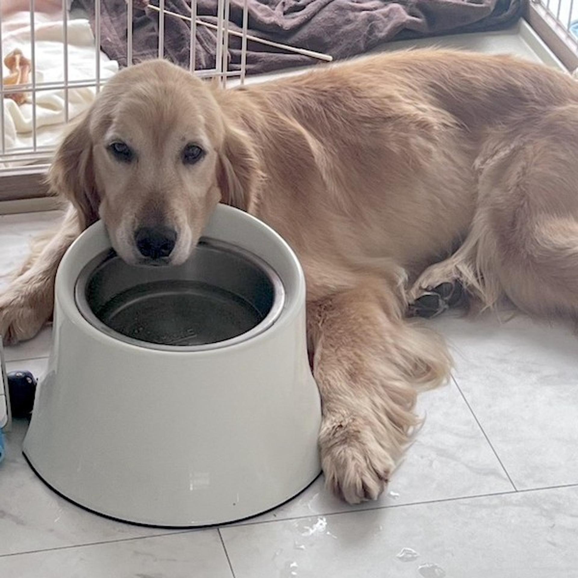 pet-image-4