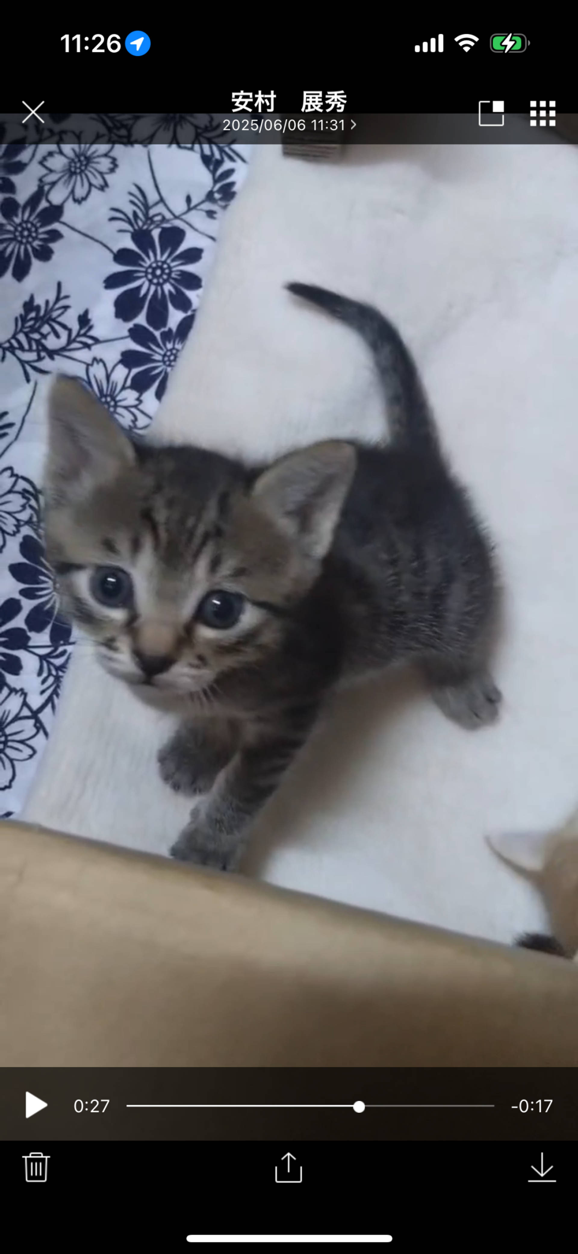 雑種（ミックス猫）・オスの里親募集の写真