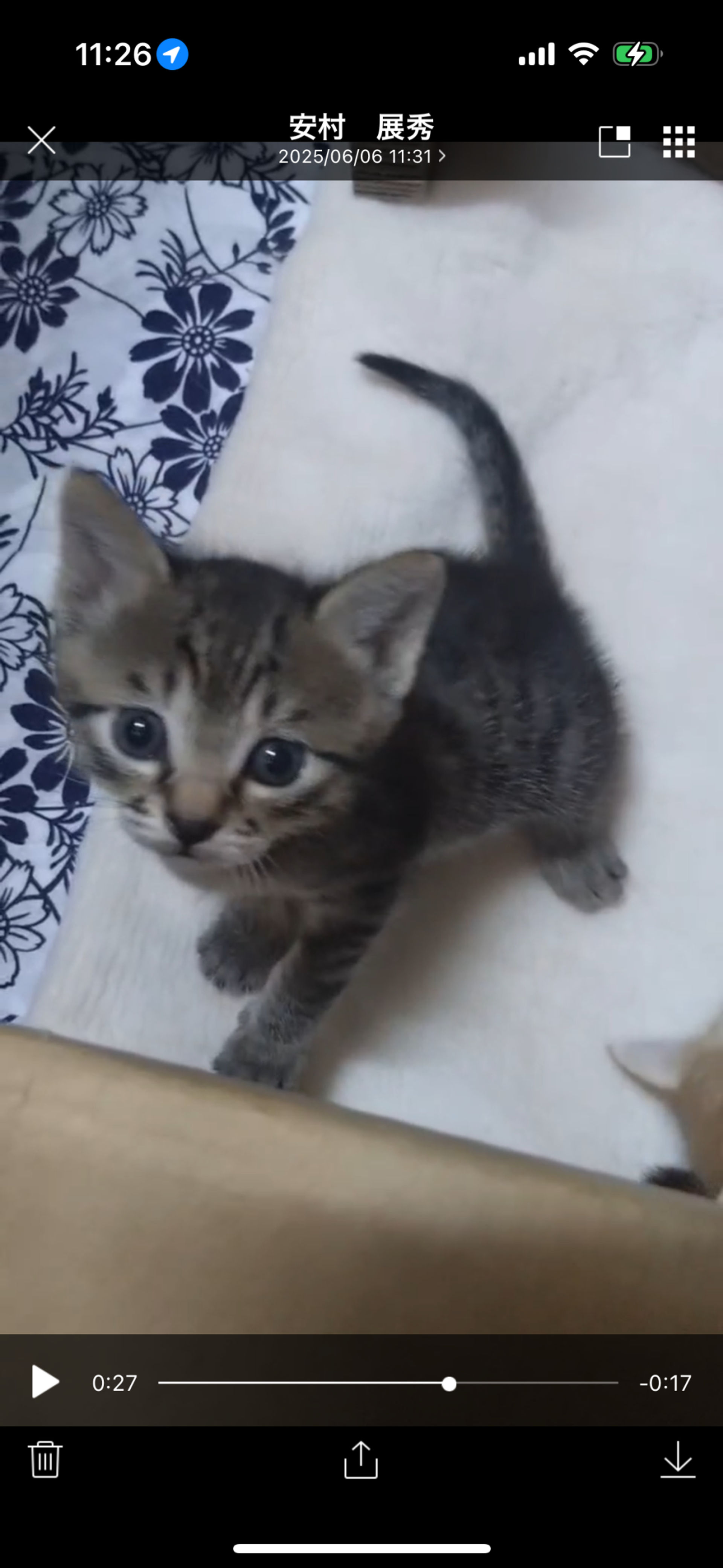雑種（ミックス猫）・オスの里親募集の写真
