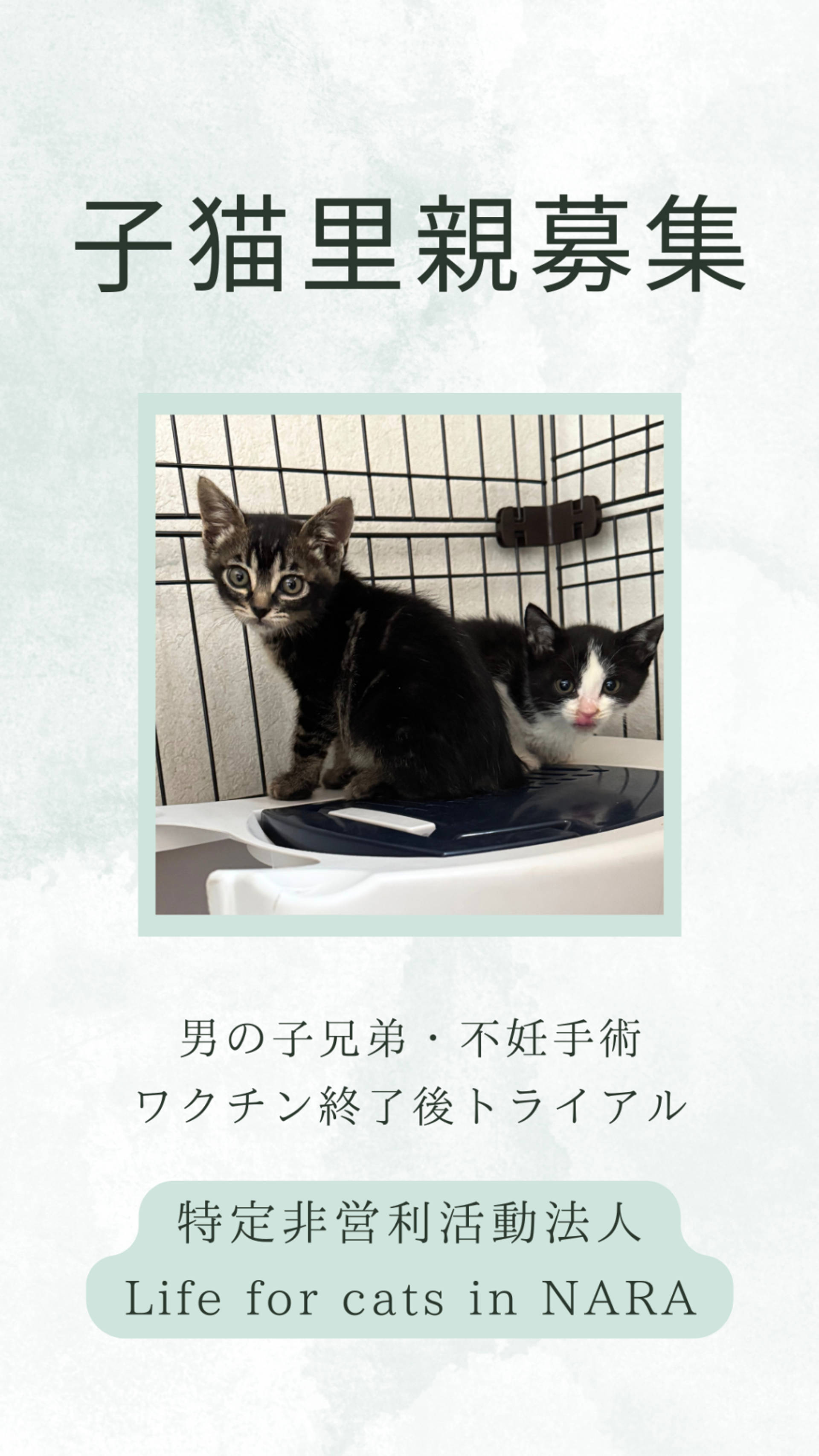 雑種（ミックス猫）・オスの里親募集の写真